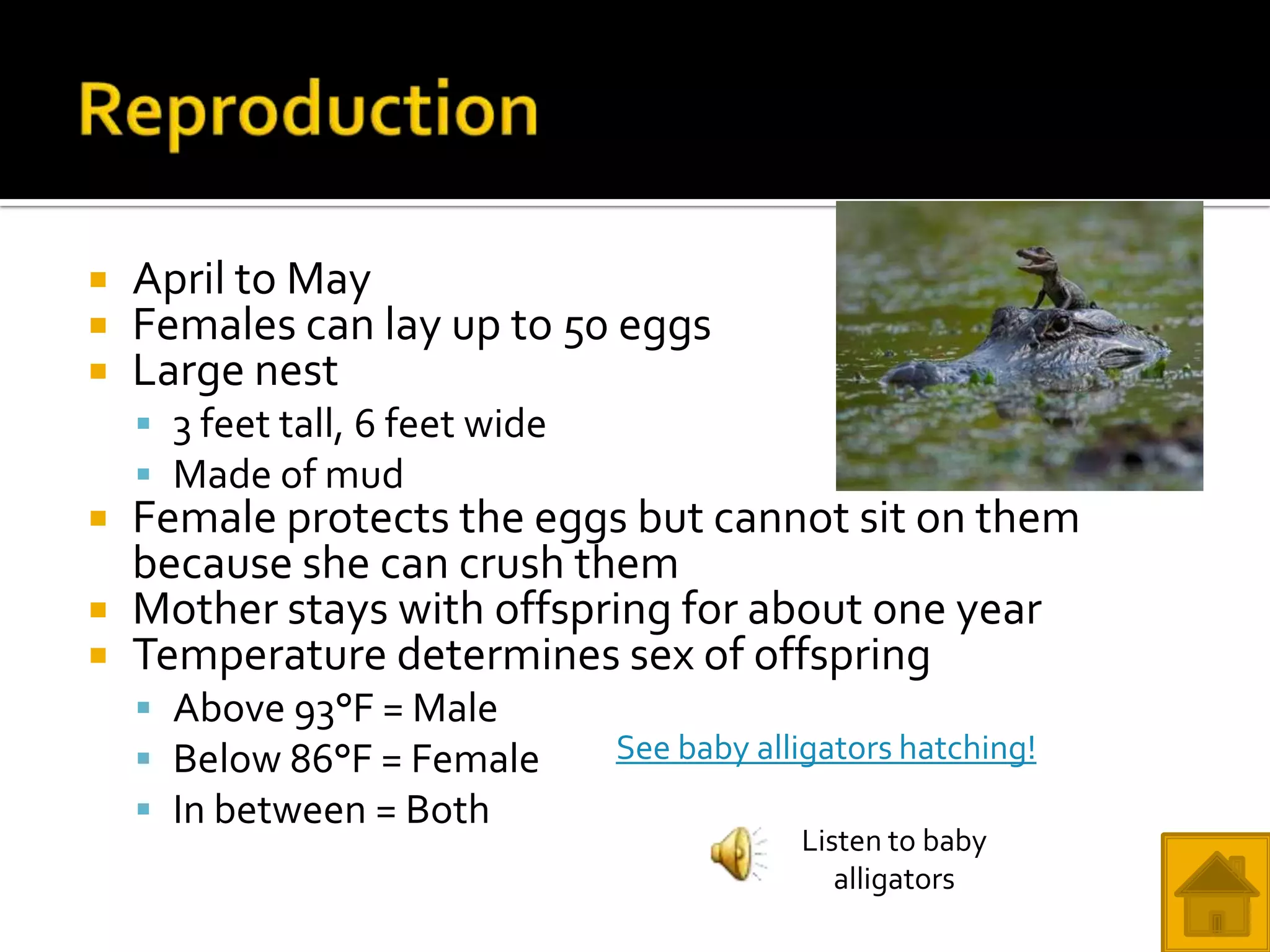    April to May
   Females can lay up to 50 eggs
   Large nest
     3 feet tall, 6 feet wide
     Made of mud
   Female protects the eggs but cannot sit on them
    because she can crush them
   Mother stays with offspring for about one year
   Temperature determines sex of offspring
     Above 93°F = Male
     Below 86°F = Female        See baby alligators hatching!
     In between = Both
                                             Listen to baby
                                                alligators
 