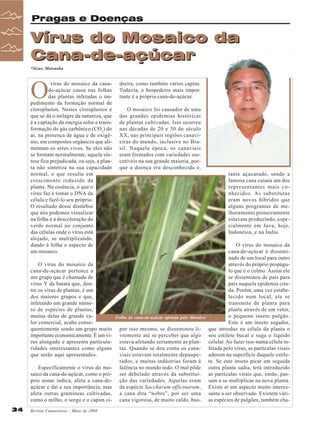 Pragas e Doenças

Vírus do Mosaico da
Cana-de-açúcar
*Sizuo Matsuoka

O

vírus do mosaico da canade-açúcar causa nas folhas
das plantas infetadas o impedimento da formação normal de
cloroplastos. Nestes cloroplastos é
que se dá o milagre da natureza, que
é a captação da energia solar e transformação do gás carbônico (CO2) do
ar, na presença de água e de oxigênio, em compostos orgânicos que alimentam os seres vivos. Se eles não
se formam normalmente, aquela síntese fica prejudicada, ou seja, a planta não sintetiza na sua capacidade
normal, o que resulta em
crescimento reduzido da
planta. Na essência, o que o
vírus faz é tomar o DNA da
célula e fazê-lo seu próprio.
O resultado desse distúrbio
que nós podemos visualizar
na folha é a descoloração do
verde normal no conjunto
das células onde o vírus está
alojado, se multiplicando,
dando à folha o aspecto de
um mosaico.
O vírus do mosaico da
cana-de-açúcar pertence a
um grupo que é chamado de
vírus Y da batata que, dentre os vírus de plantas, é um
dos maiores grupos e que,
infetando um grande número de espécies de plantas,
muitas delas de grande valor comercial, acaba consequentemente sendo um grupo muito
importante economicamente. É um vírus alongado e apresenta particularidades interessantes como alguns
que serão aqui apresentados.
Especificamente o vírus do mosaico da cana-de-açúcar, como o próprio nome indica, afeta a cana-deaçúcar e daí a sua importância, mas
afeta outras gramíneas cultivadas,
como o milho, o sorgo e o capim ci34

Revista Canavieiros - Maio de 2008

dreira, como também vários capins.
Todavia, o hospedeiro mais importante é a própria cana-de-açúcar.
O mosaico foi causador de uma
das grandes epidemias históricas
de plantas cultivadas. Isto ocorreu
nas décadas de 20 e 30 do século
XX, nas principais regiões canavieiras do mundo, inclusive no Brasil. Naquela época, os canaviais
eram formados com variedades suscetíveis na sua grande maioria, porque a doença era desconhecida e,
tante açucarado, sendo a
famosa cana caiana um dos
representantes mais conhecidos. As substitutas
eram novos híbridos que
alguns programas de melhoramento pioneiramente
estavam produzindo, especialmente em Java, hoje,
Indonésia, e na Índia.

Folha de cana-de-açúcar afetada pelo Mosaico

por isso mesmo, se disseminou livremente até se perceber que algo
estava afetando seriamente as plantas. Quando se deu conta os canaviais estavam totalmente depauperados, e muitas indústrias foram à
falência no mundo todo. O mal pôde
ser debelado através da substituição das variedades. Aquelas eram
da espécie Saccharum officinarum,
a cana dita “nobre”, por ser uma
cana vigorosa, de muito caldo, bas-

O vírus do mosaico da
cana-de-açúcar é disseminado de um local para outro
através do próprio propágulo que é o colmo. Assim ele
se disseminou de país para
país naquela epidemia citada. Porém, uma vez estabelecido num local, ele se
transmite de planta para
planta através de um vetor,
o pequeno inseto pulgão.
Este é um inseto sugador,
que introduz na célula da planta o
seu estilete bucal e suga o líquido
celular. Ao fazer isso numa célula infetada pelo vírus, as partículas virais
aderem na superfície daquele estilete. Se este inseto picar em seguida
outra planta sadia, terá introduzido
as partículas virais que, então, passam a se multiplicar na nova planta.
Existe aí um aspecto muito interessante a ser observado. Existem várias espécies de pulgões, também cha-

 