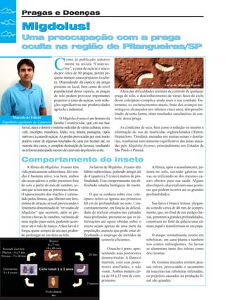 Pragas e Doenças

Migdolus!
Uma preocupação com a praga
oculta na região de Pitangueiras/SP

C

omo já publicado anterior
mente na revista “Canavieiros”, a cana-de-açúcar é atacada por cerca de 80 pragas, porém pequeno número causa prejuízos à cultura. Dependendo da espécie da praga
presente no local, bem como do nível
populacional dessa espécie, as pragas
de solo podem provocar importantes
prejuízos à cana-de-açúcar, com reduções significativas nas produtividades
agrícola e industrial.

Marcelo de Felício
O Migdolus fryanus é um besouro da
Engenheiro agrônomo da Canaoeste família Cerambycidae, que, em sua fase
larval, ataca e destrói o sistema radicular de várias culturas, como
café, eucalipto, mandioca, feijão, uva, amora, pastagens, cipós
nativos e a cana-de-açúcar. As perdas provocadas por esse inseto
podem variar de algumas toneladas de cana por hectare até, na
maioria dos casos, a completa destruição da lavoura, resultando
na reforma antecipada mesmo de canaviais de primeiro corte.

Larva de Migdolus fryanus.

Além das dificuldades normais de controle de qualquer
praga de solo, o desconhecimento de várias fases do ciclo
desse coleóptero complica ainda mais o seu combate. Entretanto, os esclarecimentos atuais, fruto dos avanços tecnológicos alcançados nos últimos cinco anos, têm possibilitado, de certa forma, obter resultados satisfatórios de controle dessa praga.
As condições de seca, bem como a redução ou mesmo a
eliminação do uso de inseticidas organoclorados (Aldrin,
Heptacloro, Thiodan), anotadas em muitas usinas e destilarias, resultaram num aumento significativo das áreas atacadas pelo Migdolus fryanus, principalmente nos Estados de
São Paulo e Paraná.

Comportamento do inseto
A fêmea de Migdolus. fryanus tem
vida praticamente subterrânea. Já o macho é bastante ativo, voa bem, ambos
são escavadores e estão presentes fora
do solo a partir do mês de outubro, assim que se iniciam as primeiras chuvas.
O aparecimento dos machos é estimulado pelas fêmeas, que liberam um feromônio de atração sexual, provocando o
fenômeno denominado de “revoadas de
Migdolus” que ocorrem, após as priCiclo Biológico de
meiras chuvas de outubro, variando
uma região para outra, podendo acontecer até o mês de março. A fase larval é
longa, quase sempre de um ano, podendo prolongar-se em dois ou três.

As larvas de Migdolus. fryanus têm
hábito subterrâneo, podendo atingir até
de 4 (quatro) a 5 (cinco) metros de profundidade. Esse comportamento tem dificultado estudos biológicos do inseto.
O que se conhece sobre esse coleóptero refere-se apenas aos primeiros
60 cm de profundidade no solo. Concomitantemente, em função da dificuldade de realizar estudos nas camadas
mais profundas, presume-se que as informações até agora obtidas sobre o
inseto sejam apenas de uma parte da
população, aspecto que pode estar dificultando o emprego de métodos de
controle eficientes.
O macho é preto, apresentando asas posteriores
desenvolvidas. A fêmea é
marrom, com asas posteriores atrofiadas, e não
voam. Ambos medem cerca de 18 a 25 mm de comprimento.

32

Revista Canavieiros - Agosto de 2008

A fêmea, após o acasalamento, penetra no solo, cavando galerias novas ou utilizando-se dos mesmos canais abertos para sua saída. Alguns
dias depois, elas realizam suas posturas que podem ocorrer até as grandes
profundidades.
Sua larva é branca leitosa, chegando a medir cerca de 40 mm de comprimento, que, no final de seu estágio larvas, penetram a grandes profundidades,
constroem no final da galeria uma câmara pupal e transformam-se em pupa.
O ataque normalmente ocorre em
reboleiras, em cana-planta e também
nos contes subseqüentes. As larvas
se alimentam tanto dos toletes como
dos rizomas.
Os rizomas atacados emitem poucas raízes, provocando o secamento
de touceiras nas reboleiras infestadas,
os prejuízos causados na produção final são grandes.

 