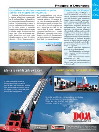 Pragas e Doenças
Prejuízos e danos causados pela
larva do Migdolus fryanus.
As larvas do Migdolus destroem
o sistema radicular da cana-de-açúcar de qualquer idade, perfurando-os
em todos os sentidos e alimentandose dele. Em cana-de-açúcar, atacam o
rizoma, podendo destruí-lo totalmente. Em canas jovens, as touceiras
aparecem parcial ou totalmente secas
e as falhas podem ser numerosas. Em
canas mais velhas, as touceiras atacadas apresentam aspectos e canas
afetadas por seca ou fogo. Os efeitos
são mais evidentes durante os períoSintomas do ataque de
Migdolus em cana soca.

dos em que as plantas estão sujeitas
a déficit hídrico, quando é possível
encontrar números elevados de larvas junto às touceiras atacadas. Os
adultos também podem fazer orifícios nos toletes. Por viver debaixo da
terra e só sair na superfície por um
curto período de tempo - para as revoadas de acasalamento - a praga é
difícil de ser encontrada, o que prejudica seu controle. Os danos ao canavial são irreparáveis: de queda da produtividade à perda da plantação.
Sintomas do ataque de
Migdolus em cana planta.

Controle da Praga
O controle do besouro Migdolus é
difícil e trabalhoso. Isso se deve ao
fato de, aliado ao desconhecimento do
seu ciclo biológico, o que impossibilita antever com exatidão o seu aparecimento em uma determinada área, a larva e mesmo os adultos passarem uma
etapa da vida em grandes profundidades no solo (2 a 5 metros), o que proporciona a esse inseto uma substancial proteção às medidas tradicionais de
combate. Apesar do modo de vida pouco peculiar desse inseto, o mesmo apresenta algumas características biológicas favoráveis ao agricultor, as quais
devem ser exploradas no sentido de
aumentar a eficiência do controle. Entre essas características merecem destaque as seguintes:
- a baixa capacidade reprodutiva
(cerca de 30 ovos por fêmea);
- a fragilidade das larvas no que se
refere a qualquer interferência mecânica no seu habitat;
- o curto período de sobrevivência
dos machos (1 a 4 dias);
- a ausência de asas funcionais nas
fêmeas, o que restringe, sobremaneira,
a disseminação.

Revista Canavieiros - Agosto de 2008

33

 