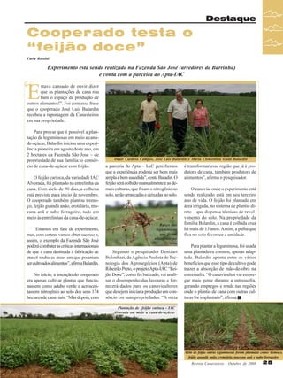 Destaque

Cooperado testa o
“feijão doce”
Carla Rossini

Experimento está sendo realizado na Fazenda São José (arredores de Barrinha)
e conta com a parceira do Apta-IAC

“
E

stava cansado de ouvir dizer
que as plantações de cana rou
bam o espaço da produção de
outros alimentos!”. Foi com essa frase
que o cooperado José Luís Balardin
recebeu a reportagem da Canavieiros
em sua propriedade.
Para provar que é possível a plantação de leguminosas em meio a canade-açúcar, Balardin iniciou uma experiência pioneira em agosto deste ano, em
2 hectares da Fazenda São José – de
propriedade de sua família: o consórcio de cana-de-açúcar com feijão.
O feijão carioca, da variedade IAC
Alvorada, foi plantado na entrelinha da
cana. Com ciclo de 90 dias, a colheita
está prevista para início de novembro.
O cooperado também plantou tremoço, feijão guandú anão, crotalária, mucuna anã e nabo forrageiro, tudo em
meio às entrelinhas da cana-de-açúcar.
“Estamos em fase de experimento,
mas, com certeza vamos obter sucesso e,
assim, o exemplo da Fazenda São José
poderá combater as críticas internacionais
de que a cana destinada à fabricação de
etanol rouba as áreas em que poderiam
ser cultivados alimentos”, afirma Balardin.
No início, a intenção do cooperado
era apenas cultivar plantas que funcionassem como adubo verde e acrescentassem nitrogênio ao solo dos seus 174
hectares de canaviais. “Mas depois, com

Odair Cardoso Campos, José Luís Balardin e Maria Clementina Guidi Balardin

a parceria do Apta – IAC percebemos
que a experiência poderia ser bem mais
ampla e bem sucedida”, conta Baladin. O
feijão será colhido manualmente e as demais culturas, que fixam o nitrogênio no
solo, serão arrancadas e deixadas no solo.

Raizes das
leguminosas
que fixam
nitrogênio no
solo

Segundo o pesquisador Denizart
Bolonhezi, da Agência Paulista de Tecnologia dos Agronegócios (Apta) de
Ribeirão Preto, o projeto Apta-IAC “Feijão Doce”, como foi batizado, vai analisar o desempenho das lavouras e fornecerá dados para os canavicultores
que desejem iniciar a produção em consórcio em suas propriedades. “A meta

é transformar essa região que já é produtora de cana, também produtora de
alimentos”, afirma o pesquisador.
O canavial onde o experimento está
sendo realizado está em seu terceiro
ano de vida. O feijão foi plantado em
área irrigada, no sistema de plantio direto – que dispensa técnicas de revolvimento do solo. Na propriedade da
família Balardin, a cana é colhida crua
há mais de 13 anos. Assim, a palha que
fica no solo favorece a umidade.
Para plantar a leguminosa, foi usada
uma plantadeira comum, apenas adaptada. Balardin aponta entre os vários
benefícios que esse tipo de cultivo pode
trazer a absorção de mão-de-obra na
entressafra. “O canavicultor vai empregar mais gente durante a entressafra,
gerando empregos e renda nas regiões
onde o plantio de cana com outras culturas for implantado”, afirma.

Plantação de feijão carioca - IAC
Alvorada em meio a cana-de-açúcar

Além do feijão outras leguminosas foram plantadas como: tremoço,
feijão guandú anão, crotalária, mucuna anã e nabo forrageiro
Revista Canavieiros - Outubro de 2008

25

 