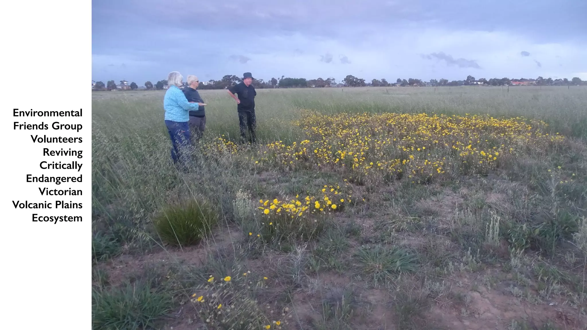 Environmental
Friends Group
Volunteers
Reviving
Critically
Endangered
Victorian
Volcanic Plains
Ecosystem
 
