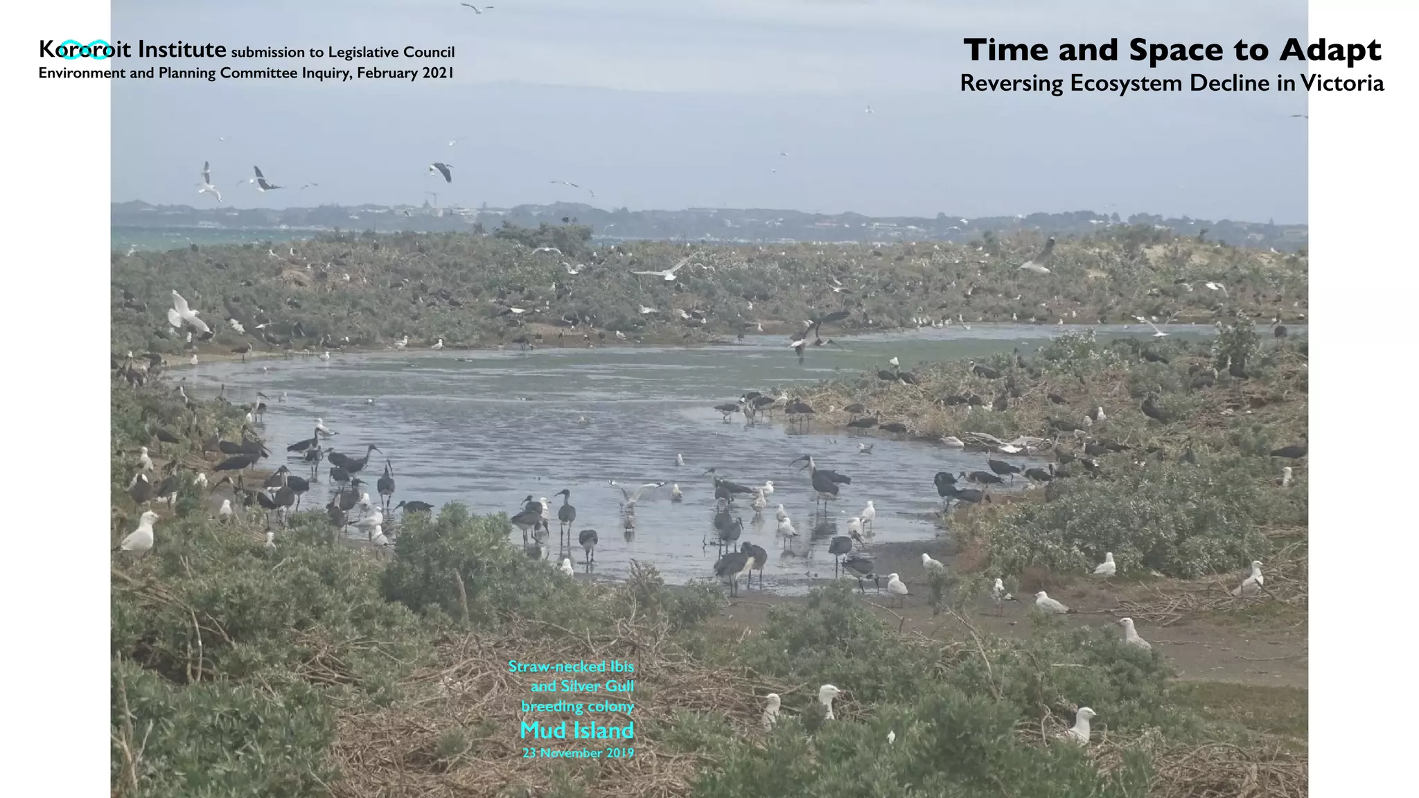 Straw-necked Ibis
and Silver Gull
breeding colony
Mud Island
23 November 2019
Kororoit Institute submission to Legislative Council
Environment and Planning Committee Inquiry, February 2021
Time and Space to Adapt
Reversing Ecosystem Decline in Victoria
 