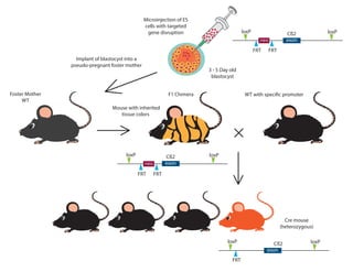 loxP loxP
neo
loxP loxP
neo
F1 ChimeraFoster Mother
WT
WT with specific promoter
loxP loxP
FRT
FRT FRT
FRT
FRT
exon
Cre mouse
(heterozygous)
3 - 5 Day old
blastocyst
Microinjection of ES
cells with targeted
gene disruption
Implant of blastocyst into a
pseudo-pregnant foster mother
Mouse with inherited
tissue colors
Cß2
exon
Cß2
exon
Cß2
 