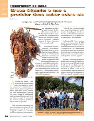 Reportagem de Capa

Broca Gigante: o que o
Broca Gigante: o que o
produtor deve saber sobre ela
produtor deve saber sobre ela
Carla Rossini

A praga, cuja ocorrência se restringia às regiões Norte e Nordeste,
já está no Estado de São Paulo
que ataca a cana-de-açúcar
na região Nordeste do Brasil. O inseto foi motivo de um
Dia de Campo realizado na Fazenda Santa Rita de propriedade da
Copercana (Terra Roxa), com todos os agrônomos e técnicos
agrícolas do sistema Copercana,
Canaoeste e Cocred.

Pupa
da
Broca
Gigante

O treinamento foi realizado no dia 2 de dezembro,
pelo especialista em tecnologia agroindustrial fitossanidade do CTC (Centro de
Tecnologia Canavieira), Luiz
Carlos de Almeida, que apresentou as características do
inseto e manifestou sua preocupação em relação à disseminação desta praga que já ocupa uma área de aproximadamente 320 mil hectares no Nordeste, apresenta níveis de infestação na
ordem de 7%, o que representa uma perda de cana-de-açúcar equivalente a R$
34,5 milhões a cada safra.

“Todos devem estar atentos para
que a praga fique isolada nas regiões
onde foi detectada, pois não são conhecidos, no Brasil, inimigos naturais
eficientes na redução das populações
da broca gigante”, alerta Almeida.
No Estado de São Paulo, a broca gigante foi encontrada em julho de 2007,
numa propriedade localizada no município de Limeira, em canavial cultivado com
a variedade SP86-155. A hipótese mais
provável é que tenha ocorrido a migração a partir de viveiros onde são cultivadas e comercializadas plantas ornamentais hospedeiras de brocas gigantes.
Segundo Almeida, a praga apresenta características como fácil adaptação
ao meio ambiente, proliferação rápida,
elevada taxa de reprodução, capacidade de dispersão e provocam danos significativos as plantas. “Esses são os
motivos que estão nos preocupando em
treinar os agrônomos das associadas do
CTC para o risco de infestação”, afirma.

A

s pragas que atacam a canade-açúcar são muitas e podem
trazer conseqüências negativas aos canaviais, entre elas estão os
cupins, bicudos, migdolus, cigarrinhas,
brocas, entre outras. Se não controladas, essas espécies podem causar danos como a redução da produtividade
agrícola e da qualidade da matéria-prima, além da redução da longevidade
dos canaviais, conclusão: prejuízo direto no bolso do agricultor.
Mas, entre todas essas pragas, uma
está preocupando os institutos de pesquisas e profissionais do setor: a broca gigante (Telchin licus), considerada a mais importante praga endêmica

20

Revista Canavieiros - Dezembro de 2008

Agrônomos e técnicos do Sistema Copercana, Canaoeste e Cocred participaram do
treinamento na Fazenda Santa Rita em Terra Roxa

 