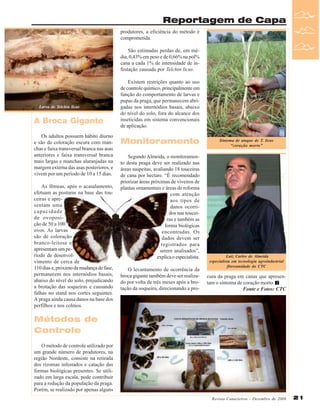 Reportagem de Capa
produtores, a eficiência do método é
comprometida.
São estimadas perdas de, em média, 0,43% em peso e de 0,66% na pol%
cana a cada 1% de intensidade de infestação causada por Telchin licus.

Larva de Telchin licus

A Broca Gigante
Os adultos possuem hábito diurno
e são de coloração escura com manchas e faixa transversal branca nas asas
anteriores e faixa transversal branca
mais largas e manchas alaranjadas na
margem externa das asas posteriores, e
vivem por um período de 10 a 15 dias.
As fêmeas, após o acasalamento,
efetuam as posturas na base das touceiras e apresentam uma
capacidade
de ovoposição de 50 a 100
ovos. As larvas
são de coloração
branco-leitosa e
apresentam um período de desenvolvimento de cerca de
110 dias e, próximo da mudança de fase,
permanecem nos internódios basais,
abaixo do nível do solo, prejudicando
a brotação das soqueiras e causando
falhas no stand nos cortes seguintes.
A praga ainda causa danos na base dos
perfilhos e nos colmos.

Existem restrições quanto ao uso
de controle químico, principalmente em
função do comportamento de larvas e
pupas da praga, que permanecem abrigadas nos internódios basais, abaixo
do nível do solo, fora do alcance dos
inseticidas em sistema convencionais
de aplicação.

Monitoramento
Segundo Almeida, o monitoramento desta praga deve ser realizado nas
áreas suspeitas, avaliando 18 touceiras
de cana por hectare. “É recomendado
priorizar áreas próximas de viveiros de
plantas ornamentais e áreas de reforma
com atenção
aos tipos de
danos ocorridos nas touceiras e também as
forma biológicas
encontradas. Os
dados devem ser
registrados para
serem analisados”,
explica o especialista.
O levantamento de ocorrência da
broca gigante também deve ser realizado por volta de três meses após a brotação da soqueira, direcionando a pro-

Sintoma de ataque de T. licus
“coração morto”

Luiz Carlos de Almeida
especialista em tecnologia agroindustrial
fitossanidade do CTC

cura da praga em canas que apresentam o sintoma de coração morto.
Fonte e Fotos: CTC

Métodos de
Controle
O método de controle utilizado por
um grande número de produtores, na
região Nordeste, consiste na retirada
dos rizomas infestados e catação das
formas biológicas presentes. Se utilizado em larga escala, pode contribuir
para a redução da população da praga.
Porém, se realizado por apenas alguns
Revista Canavieiros - Dezembro de 2008

21

 