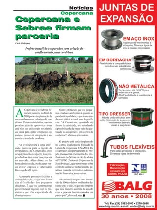 Notícias
Copercana

Copercana e
Sebrae firmam
parceria
Carla Rodrigues

Projeto beneficia cooperados com criação de
confinamento para cordeiros

A

Copercana e o Sebrae firmaram parceria no final de
2008 para a implantação de
um confinamento coletivo de cordeiros. Com essa iniciativa, os cooperados poderão aproveitar áreas
que não são utilizáveis no plantio
da cana para gerar empregos no
campo, promover integração e aumentar a renda do produtor.
“A ovinocultura é uma atividade propícia para a região de
abrangência da Copercana, pois
ocupa pequenos espaços nas propriedades e tem uma boa procura
no mercado. Além disso, se for
bem administrada, pode gerar renda extra”, explica o veterinário
Gustavo Leal Lopes.
A parceria pretende facilitar a
comercialização, já que essa é uma
das dificuldades dos pequenos
criadores. É que os compradores
preferem fazer negócio com os produtores que têm capacidade de
abastecimento.

Outro obstáculo que os pequenos criadores enfrentam é quanto ao
padrão de qualidade, o que torna ainda mais difícil a venda para frigoríficos. “A Copercana, pensando no
futuro da atividade, está estudando
a possibilidade de emitir selo de qualidade da cooperativa em cortes de
cordeiros”, afirma o veterinário.
O projeto está sendo implantado
no Capril, localizado na Unidade de
Grãos da Copercana (UNAME). Os
cooperados que participarem do projeto vão receber orientações dos profissionais do Sebrae e terão de adotar
o PCBPPO (Protocolo Copercana de
Boas Práticas), que traz normas sobre
controle sanitário, melhoramento genético, controle reprodutivo, administração financeira, entre outras.
“Poderemos chegar a uma dimensão de 800 cordeiros confinados durante todo o ano, o que não impede
que esse número aumente de acordo
com a procura dos interessados em
participar”, disse o Lopes.
Revista Canavieiros - Janeiro de 2009

11

 