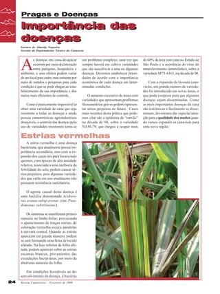 Pragas e Doenças

Importância das
Importância das
doenças
doenças
Gustavo de Almeida Nogueira
Gerente do Departamento Técnico da Canaoeste

A

s doenças em cana-de-açúcar
ocorrem por meio da interação
entre patógeno, hospedeiro e
ambiente, e seus efeitos podem variar
de um local para outro, mas somente por
meio de estudos e pesquisas para cada
condição é que se pode chegar ao estabelecimento da sua importância e dos
meios mais eficientes de controle.
Como é praticamente impossível se
obter uma variedade de cana que seja
resistente a todas as doenças e ainda
possua características agroindustriais
desejáveis, o controle das doenças pelo
uso de variedades resistentes torna-se

um problema complexo, uma vez que
sempre haverá em cultivo variedades
que são suscetíveis a uma ou algumas
doenças. Devemos estabelecer prioridades de acordo com a importância
econômica de cada doença em determinadas condições.
O aumento excessivo de áreas com
variedades que apresentam problemas
fitossanitários graves podem representar sérios prejuízos no futuro. Casos
mais recentes desta prática que podemos citar são a epidemia de “carvão”
na década de 80, sobre a variedade
NA56-79, que chegou a ocupar mais

Estrias vermelhas
A estria vermelha é uma doença
bacteriana, que atualmente possui importância secundária, mas com a expansão dos canaviais para locais mais
quentes, com épocas de alta umidade
relativa, associada a uma melhoria da
fertilidade do solo, podem causar sérios prejuízos, pois algumas variedades que estão em uso atualmente não
possuem resistência satisfatória.
O agente causal desta doença é
uma bactéria denominada Acidovorax avanae subsp avenae , (sin: Pseudomonas rubrilineans).
Os sintomas se manifestam primeiramente no limbo foliar, provocando
o aparecimento de longas estrias, de
coloração vermelha escura, paralelas
à nervura central. Quando as estrias
aparecem em grande número, podem
se unir formando uma faixa de tecido
afetado. Na face inferior da folha afetada, podem aparecer sobre as estrias
escamas brancas, provenientes das
exsudações bacterianas, por meio da
aberturas naturais da folha.
Em condições favoráveis ao desenvolvimento da doença, a bactéria
24

Revista Canavieiros - Fevereiro de 2009

de 60% da área com cana no Estado de
São Paulo e a ocorrência do vírus do
amarelecimento (amarelinho), sobre a
variedade SP71-6163, na década de 90.
Com a expansão da lavoura canavieira, um grande número de variedades foi introduzido em novas áreas, o
que pode cooperar para que algumas
doenças sejam disseminadas. Como
as mais importantes doenças da cana
são sistêmicas e facilmente se disseminam, deveremos dar especial atenção para a qualidade das mudas quando vamos expandir os canaviais para
uma nova região.

 