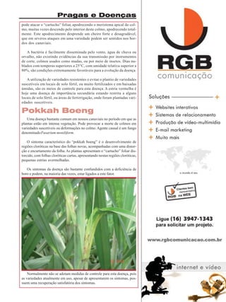 Pragas e Doenças
pode atacar o “cartucho” foliar, apodrecendo o meristema apical do colmo, muitas vezes descendo pelo interior deste colmo, apodrecendo totalmente. Este apodrecimento desprende um cheiro forte e desagradável,
que em severos ataques em uma variedade podem ser sentidos nos bordos dos canaviais.
A bactéria é facilmente disseminada pelo vento, água de chuva ou
orvalho, não existindo evidências da sua transmissão por instrumentos
de corte, colmos usados como mudas, ou por meio de insetos. Dias nublados com temperas superiores a 25°C, com umidade relativa superior a
80%, são condições extremamente favoráveis para a evolução da doença.
A utilização de variedades resistentes e evitar o plantio de variedades
suscetíveis em locais de solo fértil, ou muito fertilizados e em baixadas
úmidas, são os meios de controle para esta doença. A estria vermelha é
hoje uma doença de importância secundária estando restrita a alguns
locais de solo fértil, ou áreas de fertirrigação, onde foram plantadas variedades suscetíveis.

Pokkah Boeng
Uma doença bastante comum em nossos canaviais no período em que as
plantas estão em intensa vegetação. Pode provocar a morte de colmos em
variedades suscetíveis ou deformações no colmo. Agente causal é um fungo
denominado Fusarium moniliform.
O sintoma característico do “pokkah boeng” é o desenvolvimento de
regiões cloróticas na base das folhas novas, acompanhadas com uma distorção e encurtamento da folha. As plantas apresentam o “cartucho” foliar distorcido, com folhas cloróticas curtas, apresentando nestas regiões cloróticas,
pequenas estrias avermelhadas.
Os sintomas da doença são bastante confundidos com a deficiência de
boro e podem, na maioria das vezes, estar ligados a este fator.

Normalmente não se adotam medidas de controle para esta doença, pois
as variedades atualmente em uso, apesar de apresentarem os sintomas, possuem uma recuperação satisfatória dos sintomas.
Revista Canavieiros - Fevereiro de 2009

25

 