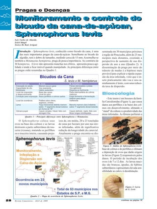Revista Canavieiros - Abril de 2009
28
28
28
28
28
Monitoramento e controle do
bicudo da cana-de-açúcar,
Sphenophorus levis
Pragas e Doenças
Monitoramento e controle do
bicudo da cana-de-açúcar,
Sphenophorus levis
Luiz Carlos de Almeida
Erich Stingel
Enrico De Beni Arrigoni
I
ntrodução - Sphenophorus levis, conhecido como bicudo da cana, é uma
das mais importantes pragas da cana-de-açúcar. Semelhante ao bicudo do
algodão, tem o dobro do tamanho, medindo cerca de 15 mm.Assemelha-se
também a Metamasius hemipterus, praga de pouca importância. Ao contrário de
M.hemipterus, S.levis não apresenta manchas nos élitros, apresenta pouca agi-
lidade e tende a ficar imóvel quando manipulado. As principais diferenças entre
as pragas estão resumidas no Quadro 1.
Quadro 1 – Principais diferenças entre Sphenophorus e Metamasius.
O Sphenophorus coloca seus
ovos na base dos colmos e as larvas
destroem a parte subterrânea da tou-
ceira (rizoma), matando os perfilhos
ou a touceira inteira, causando preju-
ízos de, em média, 20 a 23 toneladas
de cana por hectare por ano nas áre-
as infestadas, além de significativa
redução da longevidade do canavial.
Atualmente a praga encontra-se dis-
seminada em 30 municípios próximos
à região de Piracicaba, além de 23 mu-
nicípios mais distantes, existindo a
perspectiva de aumento de sua dis-
persão de ano a ano (Quadro 2). A
disseminação da praga por meio do
trânsito de mudas é a hipótese mais
provável para explicar a rápida expan-
são da área infestada, visto que o in-
seto praticamente não voa e seu ca-
minhamento é lento, com uma reduzi-
da taxa de dispersão.
Quadro 2 – Mapa de ocorrência de Sphenophorus Levis.
- Este inseto é um besouro da famí-
lia Curculionidae (Figura 1), que causa
danos aos perfilhos e às bases dos col-
mos em desenvolvimento, afetando o
“stand” da cultura e a produtividade das
áreas infestadas. As fêmeas perfuram a
base de colmos e de perfilhos e efetuam
a deposição de ovos que darão origem
às larvas (Figura 2) responsáveis pelos
danos. O período de incubação dos
ovos é de 7 a 12 dias. As larvas nasci-
das são brancas, ápodas, de hábitos
subterrâneos e apresentam elevada sen-
sibilidade ao calor e à desidratação.
Bioecologia
Figura 1: Adultos de Sphenophorus Levis
Figura 2: Larva
de S. Levis
continua na página 30
 