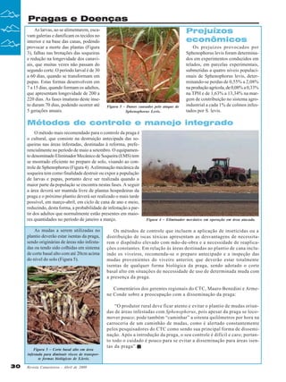 Revista Canavieiros - Abril de 2009
30
30
30
30
30
Pragas e Doenças
As larvas, ao se alimentarem, esca-
vam galerias e danificam os tecidos no
interior e na base das canas, podendo
provocar a morte das plantas (Figura
3), falhas nas brotações das soqueiras
e redução na longevidade dos canavi-
ais, que muitas vezes não passam do
segundo corte. O período larval é de 30
a 60 dias, quando se transformam em
pupas. Estas formas desenvolvem em
7 a 15 dias, quando formam os adultos,
que apresentam longevidade de 200 a
220 dias. As fases imaturas deste inse-
to duram 70 dias, podendo ocorrer até
5 gerações anuais.
Figura 3 – Danos causados pelo ataque de
Sphenophorus Levis.
Prejuízos
econômicos
Os prejuízos provocados por
Sphenophorus levis foram determina-
dos em experimentos conduzidos em
telados, em parcelas experimentais,
submetidas a quatro níveis populaci-
onais de Sphenophorus levis, deter-
minando-se perdas de 0,55% a 2,08%
naproduçãoagrícola,de0,08%a0,33%
na TPH e de 1,63% a 13,34% na mar-
gem de contribuição no sistema agro-
industrial a cada 1% de colmos infes-
tados por S. levis.
Métodos de controle e manejo integrado
O método mais recomendado para o controle da praga é
o cultural, que consiste na destruição antecipada das so-
queiras nas áreas infestadas, destinadas à reforma, prefe-
rencialmente no período de maio a setembro. O equipamen-
to denominado Eliminador Mecânico de Soqueira (EMS) tem
se mostrado eficiente no preparo de solo, visando ao con-
trole de Sphenophorus (Figura 4). Aeliminação mecânica da
soqueira tem como finalidade destruir ou expor a população
de larvas e pupas, portanto deve ser realizada quando a
maior parte da população se encontra nestas fases. A seguir
a área deverá ser mantida livre de plantas hospedeiras da
praga e o próximo plantio deverá ser realizado o mais tarde
possível, em março-abril, em ciclo de cana de ano e meio,
reduzindo, desta forma, a probabilidade de infestação a par-
tir dos adultos que normalmente estão presentes em maio-
res quantidades no período de janeiro a março. Figura 4 – Eliminador mecânico em operação em área atacada.
As mudas a serem utilizadas no
plantio deverão estar isentas da praga,
sendo originárias de áreas não infesta-
das ou tendo sido colhidas em sistema
de corte basal alto com até 20cm acima
do nível do solo (Figura 5).
Figura 5 – Corte basal alto em área
infestada para diminuir riscos de transpor-
te formas biológicas de S.levis.
Os métodos de controle que incluem a aplicação de inseticidas ou a
distribuição de iscas tóxicas apresentam as desvantagens de necessita-
rem o dispêndio elevado com mão-de-obra e a necessidade de reaplica-
ções constantes. Em relação às áreas destinadas ao plantio de cana inclu-
indo os viveiros, recomenda-se o preparo antecipado e a inspeção das
mudas provenientes do viveiro anterior, que deverão estar totalmente
isentas de qualquer forma biológica da praga, sendo adotado o corte
basal alto em situações de necessidade de uso de determinada muda com
a presença da praga.
Comentários dos gerentes regionais do CTC, Mauro Benedini e Arme-
ne Conde sobre a preocupação com a disseminação da praga:
“O produtor rural deve ficar atento e evitar o plantio de mudas oriun-
das de áreas infestadas com Sphenophorus, pois apesar da praga se loco-
mover pouco; pode também “caminhar” a oitenta quilômetros por hora na
carroceria de um caminhão de mudas, como é alertado constantemente
pelos pesquisadores do CTC como sendo sua principal forma de dissemi-
nação. Após a introdução da praga, o seu controle é difícil e caro; portan-
to todo o cuidado é pouco para se evitar a disseminação para áreas isen-
tas da praga”.
 