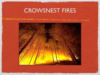 CROWSNEST FIRES
 