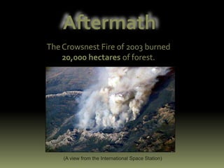 AftermathThe Crowsnest Fire of 2003 burned20,000 hectares of forest. (A view from the International Space Station)