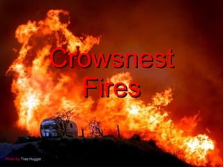 CrowsnestCrowsnest
FiresFires
Photo by Tree Hugger
 