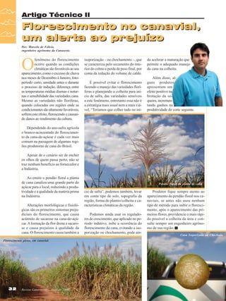 Artigo Técnico II

Florescimento no canavial,
um alerta ao prejuízo
Por; Marcelo de Felício,
engenheiro agrônomo da Canaoeste.

O

fenômeno do florescimento
ocorre quando as condições
climáticas são favoráveis ao seu
aparecimento, como o excesso de chuva
nos meses de Dezembro à Janeiro, fotoperíodo curto, umidade antes e durante
o processo de indução, diferença entre
as temperaturas médias diurnas e noturnas e sensibilidade das variedades cana.
Mesmo as variedades não floríferas,
quando colocadas em regiões onde as
condicionantes são altamente favoráveis,
sofrem este efeito, florescendo e causando danos ao rendimento da cultura.

isoporização – ou chochamento –, que
se caracteriza pelo secamento do interior do colmo e perda de peso final, por
conta da redução do volume de caldo.
É possível evitar o florescimento
fazendo o manejo das variedades floríferas e planejando a colheita para início de safra, das variedades sensíveis
a este fenômeno, entretanto essa não é
a estratégia mais usual nem a mais viável, “Teríamos que colher tudo no iní-

da acelerar a maturação que
permite o adequado manejo
da cana na colheita.
Além disso, alguns produtos
apresentam um
efeito positivo na
brotação da soqueira, incrementando ganhos na
produtividade do corte seguinte.

Dependendo do ano-safra agrícola
o branco-acinzentado do florescimento da cana-de-açúcar é cada vez mais
comum na paisagem de algumas regiões produtoras de cana do Brasil.
Apesar de o cenário ser de encher
os olhos de quem passa perto, não se
traz nenhum benefício ao fornecedor e
a Indústria.
Ao emitir o pendão floral a planta
de cana canaliza uma grande parte do
açúcar para o local, reduzindo a produtividade e a qualidade da matéria prima
na Indústria.
Alterações morfológicas e fisiológicas são os primeiros sintomas prejudiciais do florescimento, que causa
acúmulo de sacarose na cana-de-açúcar. A formação da flor drena a sacarose e causa prejuízos à qualidade da
cana. O florescimento causa também a
Florescimento pleno, em canavial.

32

Revista Canavieiros - Maio de 2009

Pendão floral da planta de cana.

cio de safra”, podemos também, levar
em conta tipo de solo, topografia da
região, forma do plantio/colheita e características climáticas da região.
Podemos ainda usar os reguladores de crescimento, que aplicado no período indutivo, inibe a ocorrência do
florescimento da cana, evitando a isoporização ou chochamento, pode ain-

Produtor fique sempre atento ao
aparecimento do pendão floral nos canaviais, se antes não usou nenhum
tipo de método para inibir o florescimento, após o aparecimento das primeiras flores, providencie o mais rápido possível a colheita da área e consulte sempre um engenheiro agrônomo de sua região.
Cana Isoporizada ou Chochada

 
