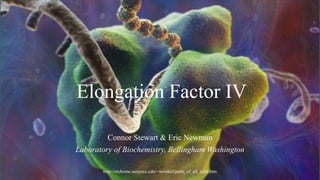 Elongation Factor IV
Connor Stewart & Eric Newman
Laboratory of Biochemistry, Bellingham Washington
http://myhome.sunyocc.edu/~weiskirl/parts_of_all_cells.htm
 