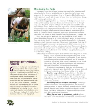 Gardens for Learning: Maintaining Your School Garden
Monitoring for Pests
Your garden ecosystem is home to many insects and other organisms, and
only a handful of them are actually harmful to plants. Even when plant pests
are present, they are not necessarily a threat to the garden. Like healthy people,
healthy plants are usually able to ward off some stress and handle minor damage
while continuing to perform well.
In order to keep pest problems to a minimum, the best practice is to moni-
tor the garden regularly. Insect and disease problems are easiest to fix if caught
early. Check the plants for plant-eating insects like aphids and scale (they often
hide under the leaves). If found early, their populations can be controlled through
handpicking or using a high-pressure water spray. Also look out for leaf spots,
which can be a sign of fungal or bacterial disease. Remove leaves with signs of
disease so it does not spread through the bouncing of irrigation and rainwater.
Place plants you suspect of being diseased in the trash rather than a compost pile.
When you find signs of pests, your first step should be to identify what is
causing the problem. This can be an exciting investigative activity for your students.
Once your sleuths identify the problem, you need to decide whether the damage is
significant enough to warrant any action. Tolerate some plant damage. Observing the
interactions in a garden ecosystem is an important part of the learning process for
your students. Many plant pests have natural predators, and if you remove the pests,
your students will never get to see the predators in action. For example, ladybugs are
ferocious aphid consumers. However, if you don’t have any aphids, then you also
won’t attract any ladybugs.
If the damage becomes more severe, decide whether or not the plants are worth
keeping. Disease problems are often a sign that the plants are not
well adapted to the environment, so pulling them up and replacing
them with crops better suited to the location may be the easiest
solution. If you feel that more control is necessary, such as the use
of pesticides, check with school administrators and maintenance
personnel. Schools have strict pest control regulations.
In addition to monitoring the plants and providing proper
maintenance to promote good plant health, here are some additional
techniques to minimize pest and disease buildup in the garden:
Practice crop rotation. Pests and diseases that affect cer-
tain crops (or families of crops) build up in the soil if the same
crop is grown in a particular bed year after year. By planting a
different crop in the bed each year on a three-year cycle, you can
avoid many problems.
Discourage excess moisture on foliage. Most fungal
and bacterial diseases can infect plant surfaces only if there is
moisture present. In regions where the growing season is humid,
provide adequate space among plants so that air can circulate
freely. Try to keep students out of the garden when it’s wet so
they don’t spread disease organisms.
Plant disease- and pest-resistant varieties. Some
varieties of crops are naturally less susceptible to problems, and
74
Common Pest Problem:
Gophers
G
ophers are small, grayish-brown, thick-haired
burrowing rodents. They live and travel in
underground tunnels that they dig with their
large claws. Gophers eat plants from the roots up,
pulling them into their tunnels. The best way to
control gopher damage in a school garden is to
install gopher wire as a physical barrier. Use gal-
vanized mesh wire with openings no larger than
3/4 inch. Bury it in the soil at least 1 foot deep,
and make sure you have enough wire so that the
edges come up to ground level. If you need to
overlap pieces of wire, overlap them by 1 foot. In
a raised bed, staple the wire to the bottom of the
frame. The deeper you bury it, the less the chance
of catching or tearing it with digging tools.
Western Growers Foundation
 