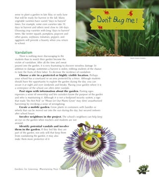 Gardens for Learning: Maintaining Your School Garden
sense to plant a garden in late May or early June
that will be ready for harvest in the fall. Many
vegetable varieties have varied “days to harvest”
times. For example, some corn varieties take 70
days to harvest and others need close to 100 days.
Choosing crop varieties with long “days to harvest”
times, like winter squash, pumpkins, popcorn and
other grains, soybeans, tomatoes, peppers, and
eggplants will provide a bounty when you return
to school.
Vandalism
There is nothing more discouraging to the
students than to watch their garden become the
victim of vandalism. After all the time and sweat
poured into the garden, it is very frustrating to discover senseless damage. In
addition to damage, sometimes a harvest is stolen, robbing students of the chance
to taste the fruits of their labor. To decrease the incidence of vandalism:
Choose a site in a protected or highly visible location. Perhaps
your school has a courtyard or an area protected by a fence. Although students
should have the opportunity to explore the garden during the day, you can
secure it at night and over weekends and breaks. Placing your garden where it is
a centerpiece of the school can often deter vandals.
Post signs with information about the garden. Posting signs
expresses a sense of ownership and lets outsiders know the purpose of the garden
and who is maintaining it. Although it is not a foolproof security system, a sign
that reads “Do Not Pick” or “Please Let Our Plants Grow” may deter unauthorized
harvesting by invoking a sense of wrongdoing.
Create a mobile garden. Grow plants in containers with handles or
wheels that can be moved out into the sun during the day, but secured indoors
after school hours.
Involve neighbors in the project. The school’s neighbors can help keep
an eye on the garden when teachers and students are not
around.
Identify potential vandals and involve
them in the garden. If they feel like they are
part of the garden, not only will that keep them
from vandalizing the garden, it may also
make them more protective of it.
77
Western Growers Foundation
BeckyButton
Gardens for Learning: Maintaining Your School Garden
 