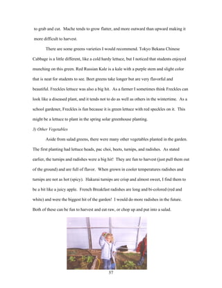 57
to grab and cut. Mache tends to grow flatter, and more outward than upward making it
more difficult to harvest.
There are some greens varieties I would recommend. Tokyo Bekana Chinese
Cabbage is a little different, like a cold hardy lettuce, but I noticed that students enjoyed
munching on this green. Red Russian Kale is a kale with a purple stem and slight color
that is neat for students to see. Beet greens take longer but are very flavorful and
beautiful. Freckles lettuce was also a big hit. As a farmer I sometimes think Freckles can
look like a diseased plant, and it tends not to do as well as others in the wintertime. As a
school gardener, Freckles is fun because it is green lettuce with red speckles on it. This
might be a lettuce to plant in the spring solar greenhouse planting.
3) Other Vegetables
Aside from salad greens, there were many other vegetables planted in the garden.
The first planting had lettuce heads, pac choi, beets, turnips, and radishes. As stated
earlier, the turnips and radishes were a big hit! They are fun to harvest (just pull them out
of the ground) and are full of flavor. When grown in cooler temperatures radishes and
turnips are not as hot (spicy). Hakurai turnips are crisp and almost sweet, I find them to
be a bit like a juicy apple. French Breakfast radishes are long and bi-colored (red and
white) and were the biggest hit of the garden! I would do more radishes in the future.
Both of these can be fun to harvest and eat raw, or chop up and put into a salad.
 
