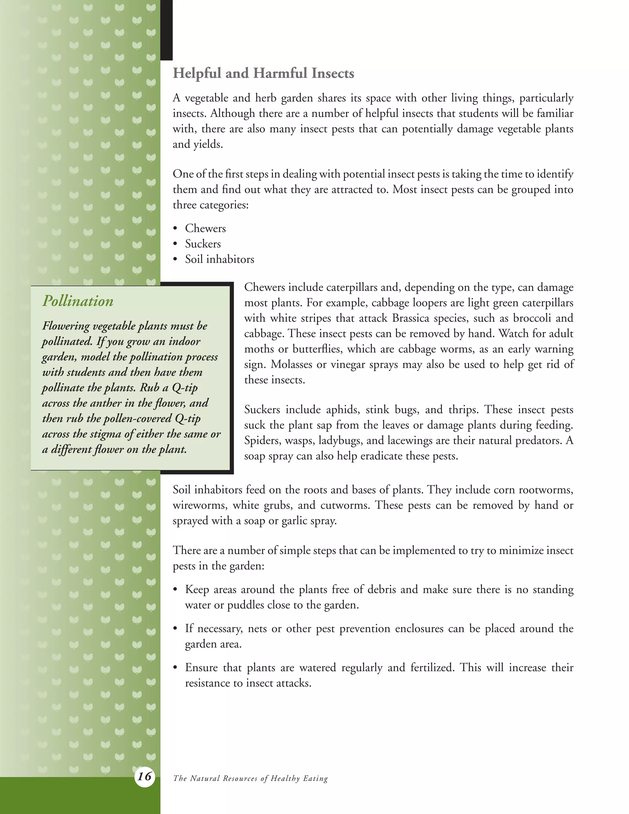 16
Helpful and Harmful Insects
A vegetable and herb garden shares its space with other living things, particularly
insects. Although there are a number of helpful insects that students will be familiar
with, there are also many insect pests that can potentially damage vegetable plants
and yields.
One of the first steps in dealing with potential insect pests is taking the time to identify
them and find out what they are attracted to. Most insect pests can be grouped into
three categories:
•	 Chewers
•	 Suckers
•	 Soil inhabitors
Chewers include caterpillars and, depending on the type, can damage
most plants. For example, cabbage loopers are light green caterpillars
with white stripes that attack Brassica species, such as broccoli and
cabbage. These insect pests can be removed by hand. Watch for adult
moths or butterflies, which are cabbage worms, as an early warning
sign. Molasses or vinegar sprays may also be used to help get rid of
these insects.
Suckers include aphids, stink bugs, and thrips. These insect pests
suck the plant sap from the leaves or damage plants during feeding.
Spiders, wasps, ladybugs, and lacewings are their natural predators. A
soap spray can also help eradicate these pests.
Soil inhabitors feed on the roots and bases of plants. They include corn rootworms,
wireworms, white grubs, and cutworms. These pests can be removed by hand or
sprayed with a soap or garlic spray.
There are a number of simple steps that can be implemented to try to minimize insect
pests in the garden:
•	 Keep areas around the plants free of debris and make sure there is no standing
	 water or puddles close to the garden.
•	 If necessary, nets or other pest prevention enclosures can be placed around the
	 garden area.
•	 Ensure that plants are watered regularly and fertilized. This will increase their
	 resistance to insect attacks.
The Natural Resources of Healthy Eating
Pollination
Flowering vegetable plants must be
pollinated. If you grow an indoor
garden, model the pollination process
with students and then have them
pollinate the plants. Rub a Q-tip
across the anther in the flower, and
then rub the pollen-covered Q-tip
across the stigma of either the same or
a different flower on the plant.
 