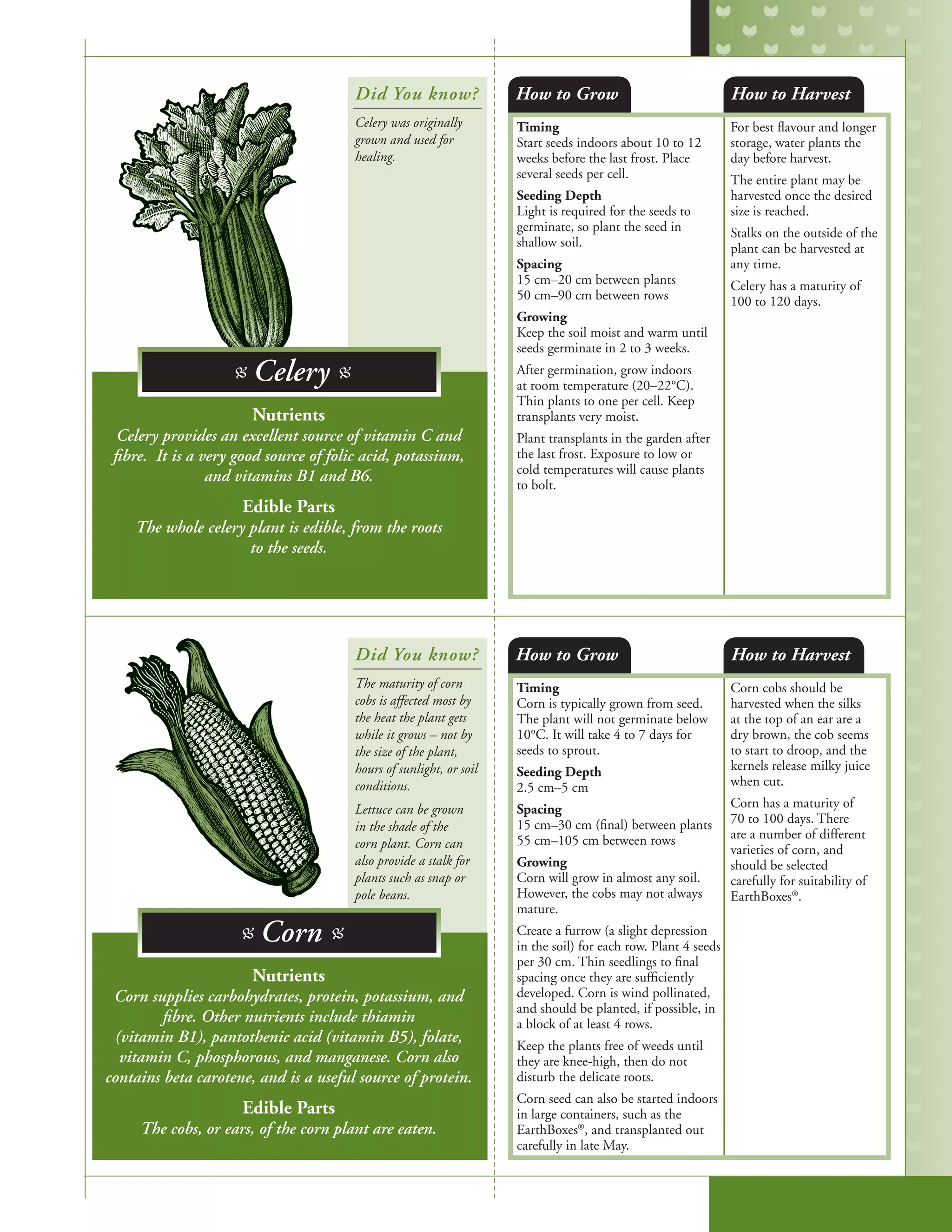 Timing
Start seeds indoors about 10 to 12
weeks before the last frost. Place
several seeds per cell.
Seeding Depth
Light is required for the seeds to
germinate, so plant the seed in
shallow soil.
Spacing
15 cm–20 cm between plants
50 cm–90 cm between rows
Growing
Keep the soil moist and warm until
seeds germinate in 2 to 3 weeks.
After germination, grow indoors
at room temperature (20–22°C).
Thin plants to one per cell. Keep
transplants very moist.
Plant transplants in the garden after
the last frost. Exposure to low or
cold temperatures will cause plants
to bolt.
For best flavour and longer
storage, water plants the
day before harvest.
The entire plant may be
harvested once the desired
size is reached.
Stalks on the outside of the
plant can be harvested at
any time.
Celery has a maturity of
100 to 120 days.
Timing
Corn is typically grown from seed.
The plant will not germinate below
10°C. It will take 4 to 7 days for
seeds to sprout.
Seeding Depth
2.5 cm–5 cm
Spacing
15 cm–30 cm (final) between plants
55 cm–105 cm between rows
Growing
Corn will grow in almost any soil.
However, the cobs may not always
mature.
Create a furrow (a slight depression
in the soil) for each row. Plant 4 seeds
per 30 cm. Thin seedlings to final
spacing once they are sufficiently
developed. Corn is wind pollinated,
and should be planted, if possible, in
a block of at least 4 rows.
Keep the plants free of weeds until
they are knee-high, then do not
disturb the delicate roots.
Corn seed can also be started indoors
in large containers, such as the
EarthBoxes®
, and transplanted out
carefully in late May.
Corn cobs should be
harvested when the silks
at the top of an ear are a
dry brown, the cob seems
to start to droop, and the
kernels release milky juice
when cut.
Corn has a maturity of
70 to 100 days. There
are a number of different
varieties of corn, and
should be selected
carefully for suitability of
EarthBoxes®
.
How to Grow
How to Grow
How to Harvest
How to Harvest
Nutrients
Celery provides an excellent source of vitamin C and
fibre. It is a very good source of folic acid, potassium,
and vitamins B1 and B6.
Edible Parts
The whole celery plant is edible, from the roots
to the seeds.
Nutrients
Corn supplies carbohydrates, protein, potassium, and
fibre. Other nutrients include thiamin
(vitamin B1), pantothenic acid (vitamin B5), folate,
vitamin C, phosphorous, and manganese. Corn also
contains beta carotene, and is a useful source of protein.
Edible Parts
The cobs, or ears, of the corn plant are eaten.
Did You know?
Did You know?
Celery was originally
grown and used for
healing.
The maturity of corn
cobs is affected most by
the heat the plant gets
while it grows – not by
the size of the plant,
hours of sunlight, or soil
conditions.
Lettuce can be grown
in the shade of the
corn plant. Corn can
also provide a stalk for
plants such as snap or
pole beans.
B Celery B
B Corn B
 