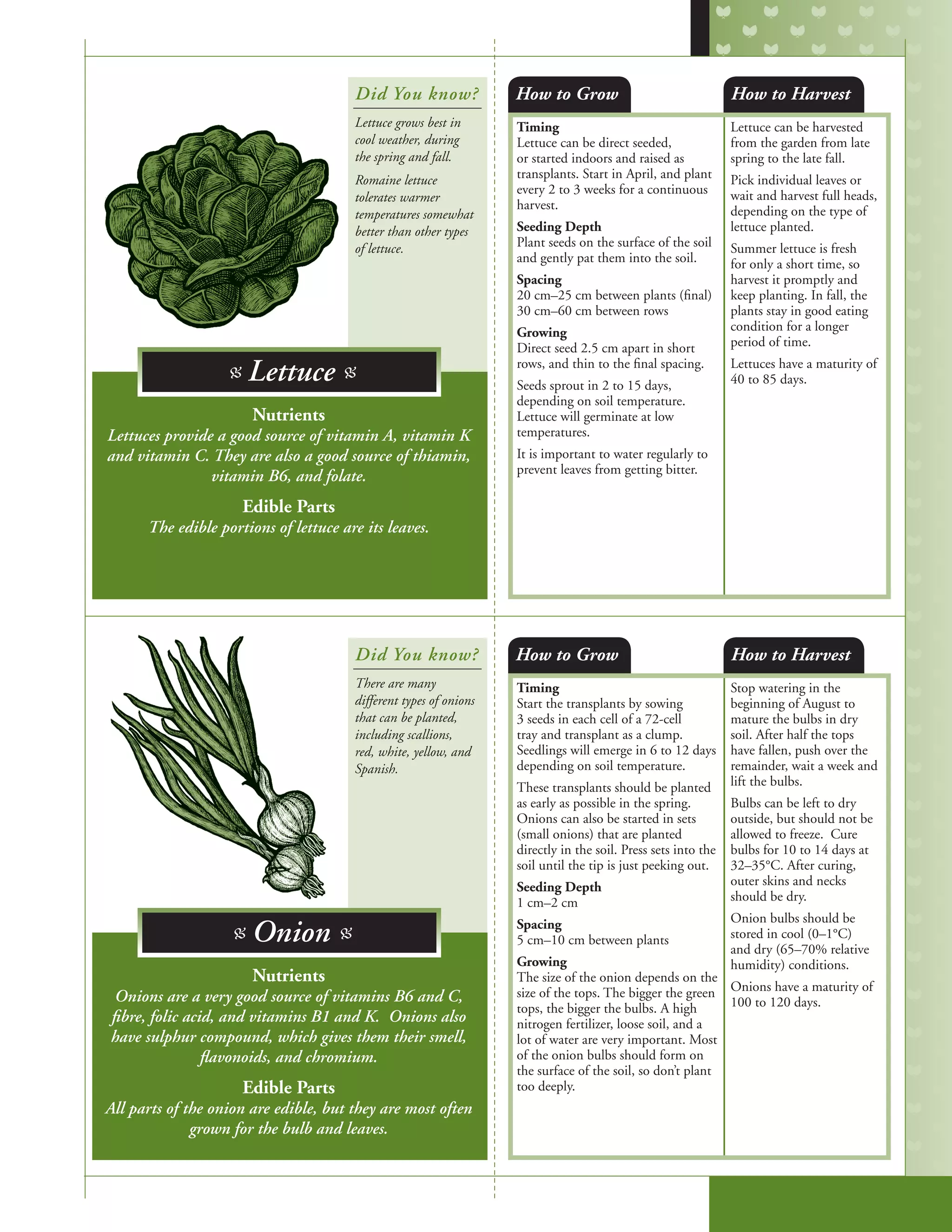 Timing
Lettuce can be direct seeded,
or started indoors and raised as
transplants. Start in April, and plant
every 2 to 3 weeks for a continuous
harvest.
Seeding Depth
Plant seeds on the surface of the soil
and gently pat them into the soil.
Spacing
20 cm–25 cm between plants (final)
30 cm–60 cm between rows
Growing
Direct seed 2.5 cm apart in short
rows, and thin to the final spacing.
Seeds sprout in 2 to 15 days,
depending on soil temperature.
Lettuce will germinate at low
temperatures.
It is important to water regularly to
prevent leaves from getting bitter.
Lettuce can be harvested
from the garden from late
spring to the late fall.
Pick individual leaves or
wait and harvest full heads,
depending on the type of
lettuce planted.
Summer lettuce is fresh
for only a short time, so
harvest it promptly and
keep planting. In fall, the
plants stay in good eating
condition for a longer
period of time.
Lettuces have a maturity of
40 to 85 days.
Timing
Start the transplants by sowing
3 seeds in each cell of a 72-cell
tray and transplant as a clump.
Seedlings will emerge in 6 to 12 days
depending on soil temperature.
These transplants should be planted
as early as possible in the spring.
Onions can also be started in sets
(small onions) that are planted
directly in the soil. Press sets into the
soil until the tip is just peeking out.
Seeding Depth
1 cm–2 cm
Spacing
5 cm–10 cm between plants
Growing
The size of the onion depends on the
size of the tops. The bigger the green
tops, the bigger the bulbs. A high
nitrogen fertilizer, loose soil, and a
lot of water are very important. Most
of the onion bulbs should form on
the surface of the soil, so don’t plant
too deeply.
Stop watering in the
beginning of August to
mature the bulbs in dry
soil. After half the tops
have fallen, push over the
remainder, wait a week and
lift the bulbs.
Bulbs can be left to dry
outside, but should not be
allowed to freeze. Cure
bulbs for 10 to 14 days at
32–35°C. After curing,
outer skins and necks
should be dry.
Onion bulbs should be
stored in cool (0–1°C)
and dry (65–70% relative
humidity) conditions.
Onions have a maturity of
100 to 120 days.
How to Grow
How to Grow
How to Harvest
How to Harvest
Nutrients
Lettuces provide a good source of vitamin A, vitamin K
and vitamin C. They are also a good source of thiamin,
vitamin B6, and folate.
Edible Parts
The edible portions of lettuce are its leaves.
Nutrients
Onions are a very good source of vitamins B6 and C,
fibre, folic acid, and vitamins B1 and K. Onions also
have sulphur compound, which gives them their smell,
flavonoids, and chromium.
Edible Parts
All parts of the onion are edible, but they are most often
grown for the bulb and leaves.
Did You know?
Did You know?
Lettuce grows best in
cool weather, during
the spring and fall.
Romaine lettuce
tolerates warmer
temperatures somewhat
better than other types
of lettuce.
There are many
different types of onions
that can be planted,
including scallions,
red, white, yellow, and
Spanish.
B Lettuce B
B Onion B
 