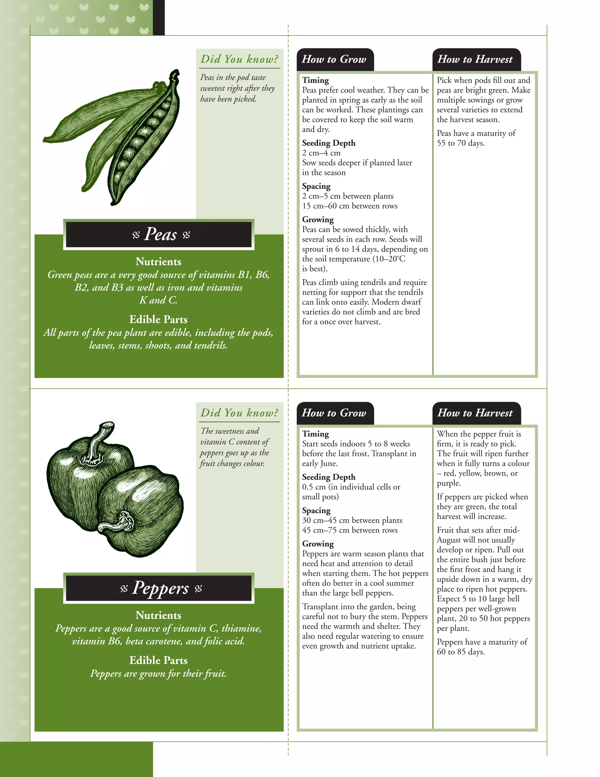 Timing
Peas prefer cool weather. They can be
planted in spring as early as the soil
can be worked. These plantings can
be covered to keep the soil warm
and dry. 	
Seeding Depth
2 cm–4 cm
Sow seeds deeper if planted later
in the season
Spacing
2 cm–5 cm between plants
15 cm–60 cm between rows
Growing
Peas can be sowed thickly, with
several seeds in each row. Seeds will
sprout in 6 to 14 days, depending on
the soil temperature (10–20º
C
is best).
Peas climb using tendrils and require
netting for support that the tendrils
can link onto easily. Modern dwarf
varieties do not climb and are bred
for a once over harvest.
Pick when pods fill out and
peas are bright green. Make
multiple sowings or grow
several varieties to extend
the harvest season.
Peas have a maturity of
55 to 70 days.
Timing
Start seeds indoors 5 to 8 weeks
before the last frost. Transplant in
early June.
Seeding Depth
0.5 cm (in individual cells or
small pots)
Spacing
30 cm–45 cm between plants
45 cm–75 cm between rows
Growing
Peppers are warm season plants that
need heat and attention to detail
when starting them. The hot peppers
often do better in a cool summer
than the large bell peppers.
Transplant into the garden, being
careful not to bury the stem. Peppers
need the warmth and shelter. They
also need regular watering to ensure
even growth and nutrient uptake.
When the pepper fruit is
firm, it is ready to pick.
The fruit will ripen further
when it fully turns a colour
– red, yellow, brown, or
purple.
If peppers are picked when
they are green, the total
harvest will increase.
Fruit that sets after mid-
August will not usually
develop or ripen. Pull out
the entire bush just before
the first frost and hang it
upside down in a warm, dry
place to ripen hot peppers.
Expect 5 to 10 large bell
peppers per well-grown
plant, 20 to 50 hot peppers
per plant.
Peppers have a maturity of
60 to 85 days.
How to Grow
How to Grow
How to Harvest
How to Harvest
Nutrients
Green peas are a very good source of vitamins B1, B6,
B2, and B3 as well as iron and vitamins
K and C.
Edible Parts
All parts of the pea plant are edible, including the pods,
leaves, stems, shoots, and tendrils.
Nutrients
Peppers are a good source of vitamin C, thiamine,
vitamin B6, beta carotene, and folic acid.
Edible Parts
Peppers are grown for their fruit.
Did You know?
Did You know?
Peas in the pod taste
sweetest right after they
have been picked.
The sweetness and
vitamin C content of
peppers goes up as the
fruit changes colour.	
B Peas B
B Peppers B
 