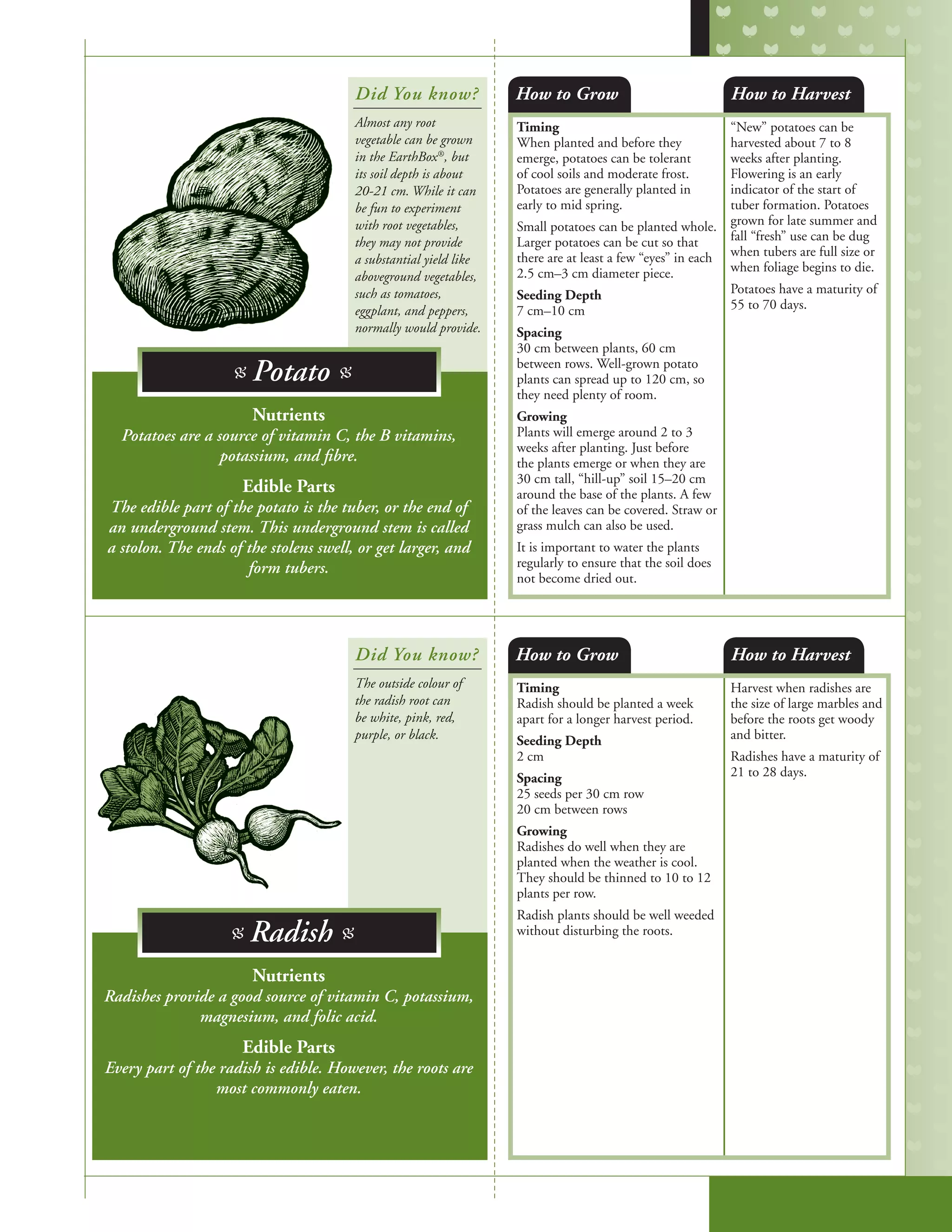 Timing
When planted and before they
emerge, potatoes can be tolerant
of cool soils and moderate frost.
Potatoes are generally planted in
early to mid spring.
Small potatoes can be planted whole.
Larger potatoes can be cut so that
there are at least a few “eyes” in each
2.5 cm–3 cm diameter piece.
Seeding Depth
7 cm–10 cm
Spacing
30 cm between plants, 60 cm
between rows. Well-grown potato
plants can spread up to 120 cm, so
they need plenty of room.
Growing
Plants will emerge around 2 to 3
weeks after planting. Just before
the plants emerge or when they are
30 cm tall, “hill-up” soil 15–20 cm
around the base of the plants. A few
of the leaves can be covered. Straw or
grass mulch can also be used.
It is important to water the plants
regularly to ensure that the soil does
not become dried out.
“New” potatoes can be
harvested about 7 to 8
weeks after planting.
Flowering is an early
indicator of the start of
tuber formation. Potatoes
grown for late summer and
fall “fresh” use can be dug
when tubers are full size or
when foliage begins to die.
Potatoes have a maturity of
55 to 70 days.
Timing
Radish should be planted a week
apart for a longer harvest period.
Seeding Depth
2 cm
Spacing
25 seeds per 30 cm row
20 cm between rows
Growing
Radishes do well when they are
planted when the weather is cool.
They should be thinned to 10 to 12
plants per row.
Radish plants should be well weeded
without disturbing the roots.
Harvest when radishes are
the size of large marbles and
before the roots get woody
and bitter.
Radishes have a maturity of
21 to 28 days.
How to Grow
How to Grow
How to Harvest
How to Harvest
Nutrients
Potatoes are a source of vitamin C, the B vitamins,
potassium, and fibre.
Edible Parts
The edible part of the potato is the tuber, or the end of
an underground stem. This underground stem is called
a stolon. The ends of the stolens swell, or get larger, and
form tubers.
Nutrients
Radishes provide a good source of vitamin C, potassium,
magnesium, and folic acid.
Edible Parts
Every part of the radish is edible. However, the roots are
most commonly eaten.
Did You know?
Did You know?
Almost any root
vegetable can be grown
in the EarthBox®
, but
its soil depth is about
20-21 cm. While it can
be fun to experiment
with root vegetables,
they may not provide
a substantial yield like
aboveground vegetables,
such as tomatoes,
eggplant, and peppers,
normally would provide.
The outside colour of
the radish root can
be white, pink, red,
purple, or black.
B Potato B
B Radish B
 