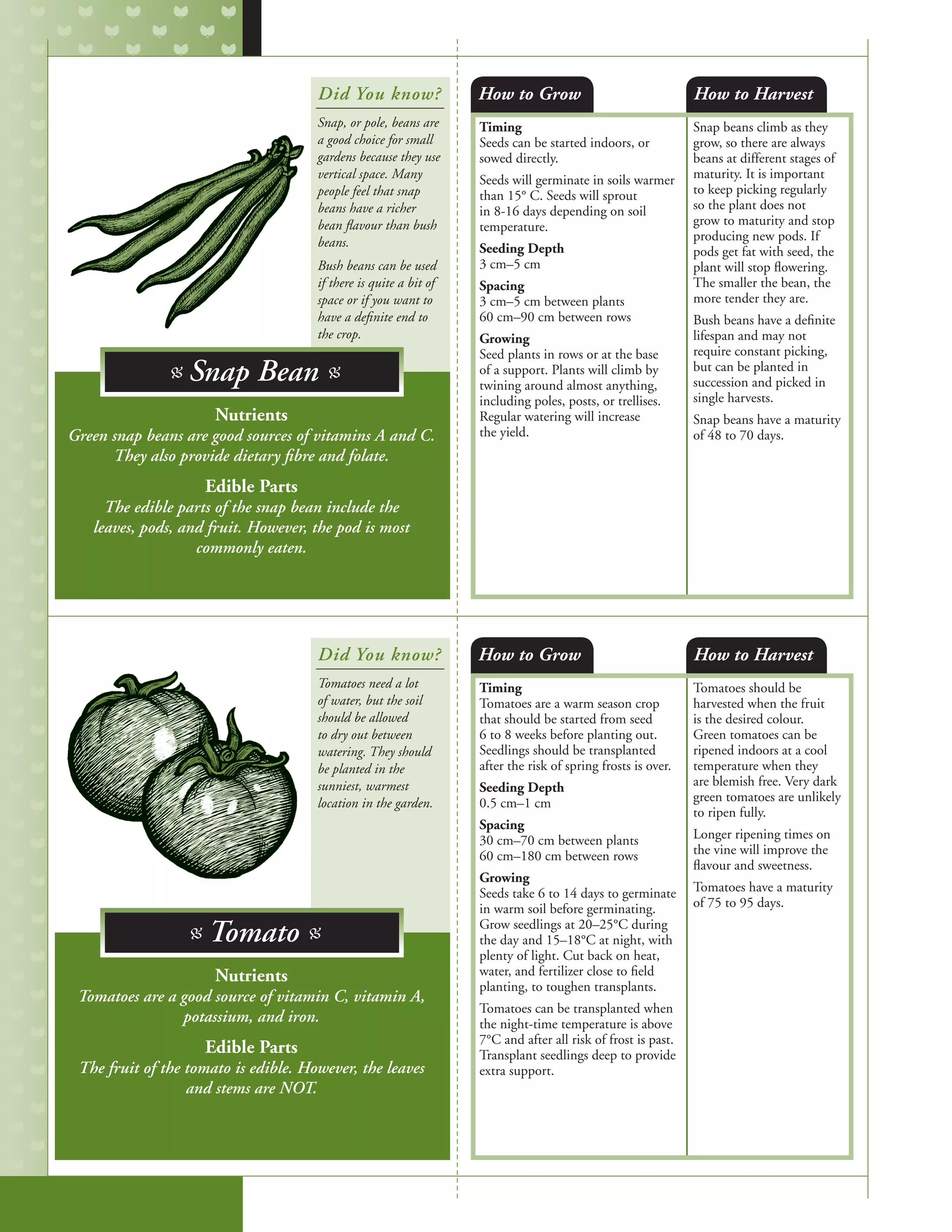 Timing
Seeds can be started indoors, or
sowed directly.
Seeds will germinate in soils warmer
than 15° C. Seeds will sprout
in 8-16 days depending on soil
temperature.	
Seeding Depth
3 cm–5 cm
Spacing
3 cm–5 cm between plants
60 cm–90 cm between rows
Growing
Seed plants in rows or at the base
of a support. Plants will climb by
twining around almost anything,
including poles, posts, or trellises.
Regular watering will increase
the yield.
Snap beans climb as they
grow, so there are always
beans at different stages of
maturity. It is important
to keep picking regularly
so the plant does not
grow to maturity and stop
producing new pods. If
pods get fat with seed, the
plant will stop flowering.
The smaller the bean, the
more tender they are.
Bush beans have a definite
lifespan and may not
require constant picking,
but can be planted in
succession and picked in
single harvests.
Snap beans have a maturity
of 48 to 70 days.
Timing
Tomatoes are a warm season crop
that should be started from seed
6 to 8 weeks before planting out.
Seedlings should be transplanted
after the risk of spring frosts is over.
Seeding Depth
0.5 cm–1 cm
Spacing
30 cm–70 cm between plants
60 cm–180 cm between rows
Growing
Seeds take 6 to 14 days to germinate
in warm soil before germinating.
Grow seedlings at 20–25°C during
the day and 15–18°C at night, with
plenty of light. Cut back on heat,
water, and fertilizer close to field
planting, to toughen transplants.
Tomatoes can be transplanted when
the night-time temperature is above
7°C and after all risk of frost is past.
Transplant seedlings deep to provide
extra support.
Tomatoes should be
harvested when the fruit
is the desired colour.
Green tomatoes can be
ripened indoors at a cool
temperature when they
are blemish free. Very dark
green tomatoes are unlikely
to ripen fully.
Longer ripening times on
the vine will improve the
flavour and sweetness.
Tomatoes have a maturity
of 75 to 95 days.
How to Grow
How to Grow
How to Harvest
How to Harvest
Nutrients
Green snap beans are good sources of vitamins A and C.
They also provide dietary fibre and folate.
Edible Parts
The edible parts of the snap bean include the
leaves, pods, and fruit. However, the pod is most
commonly eaten.
Nutrients
Tomatoes are a good source of vitamin C, vitamin A,
potassium, and iron.
Edible Parts
The fruit of the tomato is edible. However, the leaves
and stems are NOT.
Did You know?
Did You know?
Snap, or pole, beans are
a good choice for small
gardens because they use
vertical space. Many
people feel that snap
beans have a richer
bean flavour than bush
beans.
Bush beans can be used
if there is quite a bit of
space or if you want to
have a definite end to
the crop.
Tomatoes need a lot
of water, but the soil
should be allowed
to dry out between
watering. They should
be planted in the
sunniest, warmest
location in the garden.
B Snap Bean B
B Tomato B
 