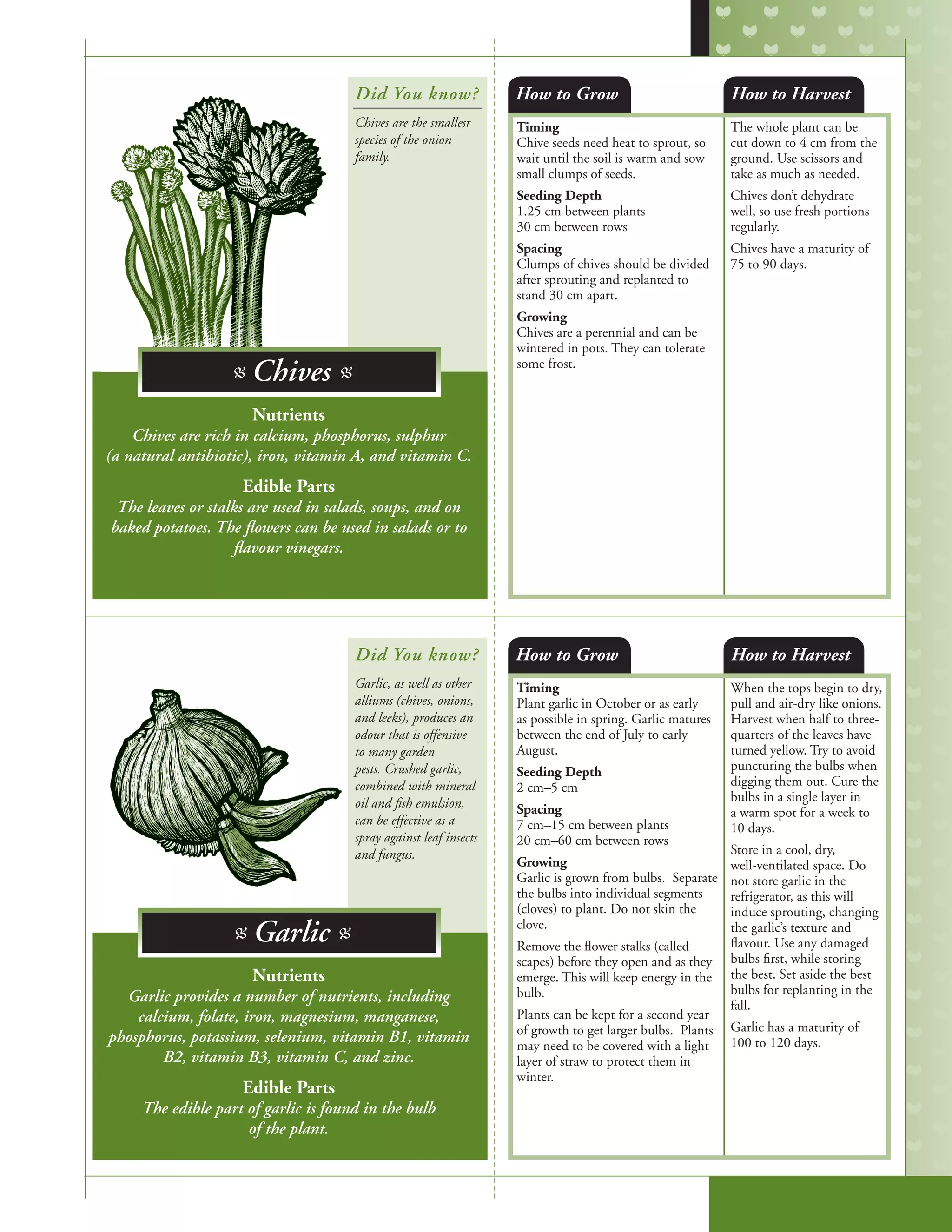 Timing
Chive seeds need heat to sprout, so
wait until the soil is warm and sow
small clumps of seeds.
Seeding Depth
1.25 cm between plants
30 cm between rows
Spacing
Clumps of chives should be divided
after sprouting and replanted to
stand 30 cm apart.
Growing
Chives are a perennial and can be
wintered in pots. They can tolerate
some frost.
The whole plant can be
cut down to 4 cm from the
ground. Use scissors and
take as much as needed.
Chives don’t dehydrate
well, so use fresh portions
regularly.
Chives have a maturity of
75 to 90 days.
Timing
Plant garlic in October or as early
as possible in spring. Garlic matures
between the end of July to early
August.
Seeding Depth
2 cm–5 cm
Spacing
7 cm–15 cm between plants
20 cm–60 cm between rows
Growing
Garlic is grown from bulbs. Separate
the bulbs into individual segments
(cloves) to plant. Do not skin the
clove.
Remove the flower stalks (called
scapes) before they open and as they
emerge. This will keep energy in the
bulb.
Plants can be kept for a second year
of growth to get larger bulbs. Plants
may need to be covered with a light
layer of straw to protect them in
winter.
When the tops begin to dry,
pull and air-dry like onions.
Harvest when half to three-
quarters of the leaves have
turned yellow. Try to avoid
puncturing the bulbs when
digging them out. Cure the
bulbs in a single layer in
a warm spot for a week to
10 days.
Store in a cool, dry,
well-ventilated space. Do
not store garlic in the
refrigerator, as this will
induce sprouting, changing
the garlic’s texture and
flavour. Use any damaged
bulbs first, while storing
the best. Set aside the best
bulbs for replanting in the
fall.
Garlic has a maturity of
100 to 120 days.
How to Grow
How to Grow
How to Harvest
How to Harvest
Nutrients
Chives are rich in calcium, phosphorus, sulphur
(a natural antibiotic), iron, vitamin A, and vitamin C.
Edible Parts
The leaves or stalks are used in salads, soups, and on
baked potatoes. The flowers can be used in salads or to
flavour vinegars.
Nutrients
Garlic provides a number of nutrients, including
calcium, folate, iron, magnesium, manganese,
phosphorus, potassium, selenium, vitamin B1, vitamin
B2, vitamin B3, vitamin C, and zinc.
Edible Parts
The edible part of garlic is found in the bulb
of the plant.
Did You know?
Did You know?
Chives are the smallest
species of the onion
family.
Garlic, as well as other
alliums (chives, onions,
and leeks), produces an
odour that is offensive
to many garden
pests. Crushed garlic,
combined with mineral
oil and fish emulsion,
can be effective as a
spray against leaf insects
and fungus.
B Garlic B
B Chives B
 