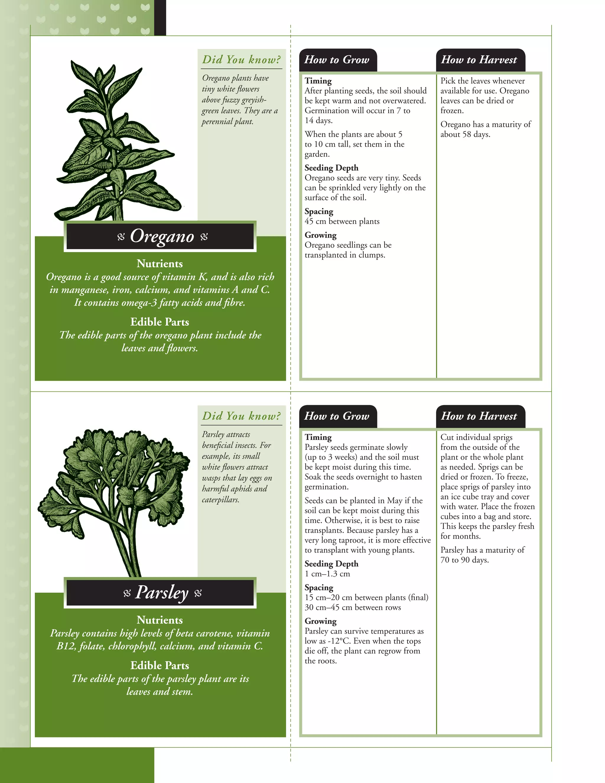 Timing
After planting seeds, the soil should
be kept warm and not overwatered.
Germination will occur in 7 to
14 days.
When the plants are about 5
to 10 cm tall, set them in the
garden.	
Seeding Depth
Oregano seeds are very tiny. Seeds
can be sprinkled very lightly on the
surface of the soil.
Spacing
45 cm between plants
Growing
Oregano seedlings can be
transplanted in clumps.
Pick the leaves whenever
available for use. Oregano
leaves can be dried or
frozen.
Oregano has a maturity of
about 58 days.
Timing
Parsley seeds germinate slowly
(up to 3 weeks) and the soil must
be kept moist during this time.
Soak the seeds overnight to hasten
germination.
Seeds can be planted in May if the
soil can be kept moist during this
time. Otherwise, it is best to raise
transplants. Because parsley has a
very long taproot, it is more effective
to transplant with young plants.
Seeding Depth
1 cm–1.3 cm
Spacing
15 cm–20 cm between plants (final)
30 cm–45 cm between rows
Growing
Parsley can survive temperatures as
low as -12°C. Even when the tops
die off, the plant can regrow from
the roots.
Cut individual sprigs
from the outside of the
plant or the whole plant
as needed. Sprigs can be
dried or frozen. To freeze,
place sprigs of parsley into
an ice cube tray and cover
with water. Place the frozen
cubes into a bag and store.
This keeps the parsley fresh
for months.
Parsley has a maturity of
70 to 90 days.
How to Grow
How to Grow
How to Harvest
How to Harvest
Nutrients
Oregano is a good source of vitamin K, and is also rich
in manganese, iron, calcium, and vitamins A and C.
It contains omega-3 fatty acids and fibre.
Edible Parts
The edible parts of the oregano plant include the
leaves and flowers.
Nutrients
Parsley contains high levels of beta carotene, vitamin
B12, folate, chlorophyll, calcium, and vitamin C.
Edible Parts
The edible parts of the parsley plant are its
leaves and stem.
Did You know?
Did You know?
Oregano plants have
tiny white flowers
above fuzzy greyish-
green leaves. They are a
perennial plant.
Parsley attracts
beneficial insects. For
example, its small
white flowers attract
wasps that lay eggs on
harmful aphids and
caterpillars.	
B Oregano B
B Parsley B
 