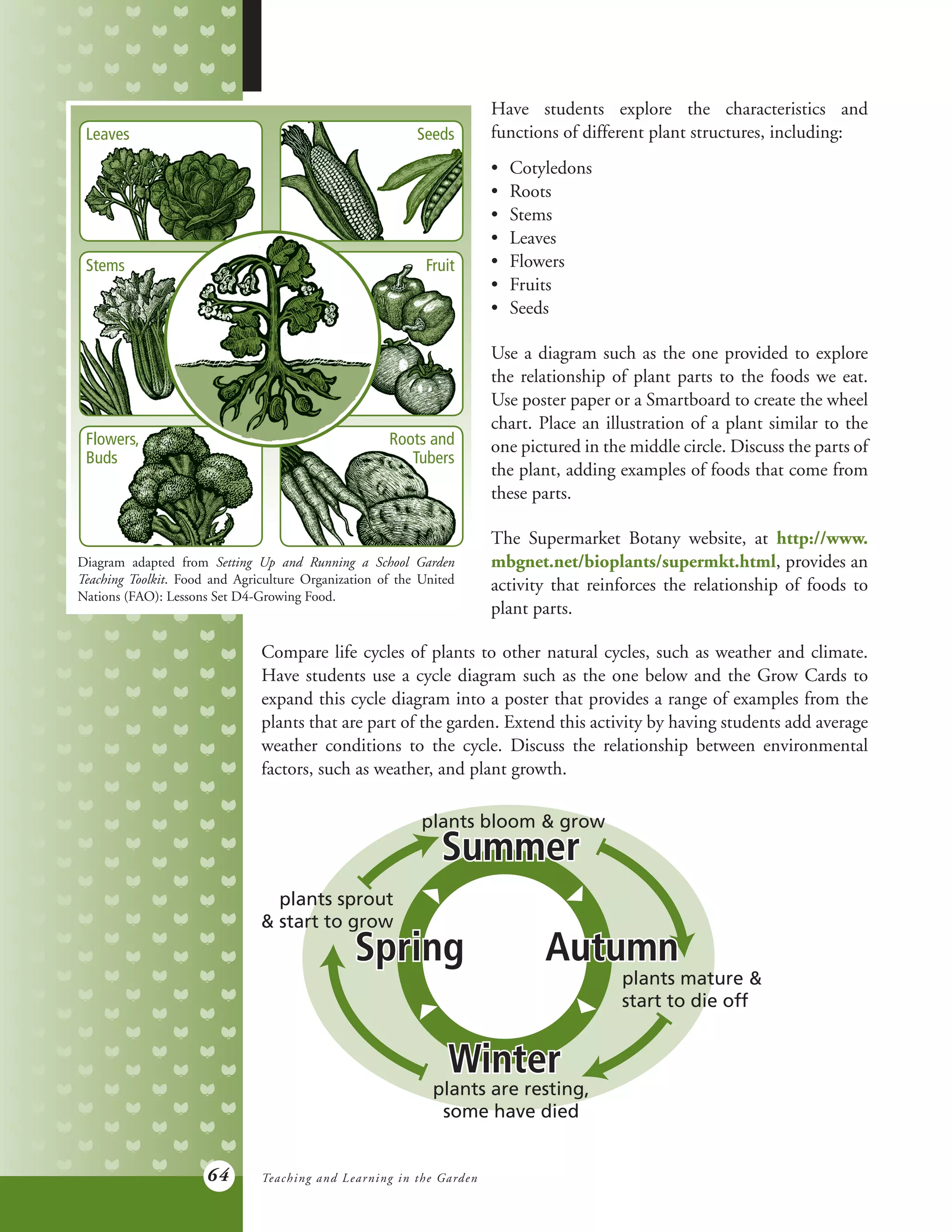 64
Have students explore the characteristics and
functions of different plant structures, including:
•	 Cotyledons
•	 Roots
•	 Stems
•	 Leaves
•	 Flowers
•	 Fruits
•	 Seeds
Use a diagram such as the one provided to explore
the relationship of plant parts to the foods we eat.
Use poster paper or a Smartboard to create the wheel
chart. Place an illustration of a plant similar to the
one pictured in the middle circle. Discuss the parts of
the plant, adding examples of foods that come from
these parts.
The Supermarket Botany website, at http://www.
mbgnet.net/bioplants/supermkt.html, provides an
activity that reinforces the relationship of foods to
plant parts.
Diagram adapted from Setting Up and Running a School Garden
Teaching Toolkit. Food and Agriculture Organization of the United
Nations (FAO): Lessons Set D4-Growing Food.
Compare life cycles of plants to other natural cycles, such as weather and climate.
Have students use a cycle diagram such as the one below and the Grow Cards to
expand this cycle diagram into a poster that provides a range of examples from the
plants that are part of the garden. Extend this activity by having students add average
weather conditions to the cycle. Discuss the relationship between environmental
factors, such as weather, and plant growth.
Teaching and Learning in the Garden
Spring AutumnSpring Autumn
SummerSummer
WinterWinter
plants mature &
start to die off
plants sprout
& start to grow
plants are resting,
some have died
plants bloom & grow
Leaves
Stems
Flowers,
Buds
Fruit
Seeds
Roots and
Tubers
 