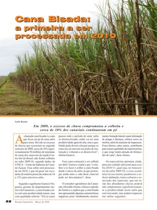 Cana Bisada:

a primeira a ser
processada em 2010

Carla Rossini

Em 2009, o excesso de chuva comprometeu a colheita e
cerca de 10% dos canaviais continuaram em pé

A

chamada cana bisada é a cana
que ficou em pé de uma safra
para outra. Devido ao excesso
de chuvas que ocorreram no segundo
semestre de 2009, cerca de 10% (aproximadamente 50 milhões de toneladas
de cana) dos canaviais da região Centro-Sul do Brasil, não foram colhidos
na safra 2009/10, segundo dados da
UNICA – União da Indústria de Canade-Açúcar. Essa sobra será processada em 2010, o que irá gerar um excedente de matéria prima da ordem de 10
a 12% para esta nova safra.

mento, brotação lateral, maior infestação
de pragas e doenças, colmos secos ou
mortos, além de aumento de impurezas.
Esses fatores, entre outros, contribuem
para menor qualidade da matéria prima,
o que exige muita atenção do fornecedor de cana”, disse Alonso.

Essa cana começará a ser colhida
em abril. Gustavo explica que “o melhor a se fazer é colher a cana bisada
desde o início da safra, já que prolongar ainda mais a vida deste canavial
pode ser desvantajoso”, disse.

Segundo o agrônomo Gustavo Nogueira, gerente do departamento técnico da Canaoeste, a cana bisada conta com uma produtividade maior, mas
com qualidade inferior. “Ela (a cana)
22

passou todo o período de entre safra
se desenvolvendo, então vai ter uma
produtividade agrícola alta, mas a qualidade pode deixar a desejar porque os
canaviais já estavam em ponto de maturação e voltaram a se desenvolver”,
afirma Gustavo.

O consultor agronômico da Canaoeste, Oswaldo Alonso, reforça a opinião
de Gustavo e explica que a cana bisada
tem apresentado algumas características
negativas como “tombamento, enraiza-

Os especialistas apontam, ainda,
para um cuidado adicional para a safra 2010/11, qual seja, no transcorrer da safra 2009/10, a crise econômica levou muitos produtores a reduzir adubação, tratos culturais e renovação dos canaviais, que em razão das abundantes chuvas poderá
não comprometer significativamente a produtividade nesta safra que
está iniciando, mas poderá impactar
nas safras seguintes.

Revista Canavieiros - Março de 2010

 