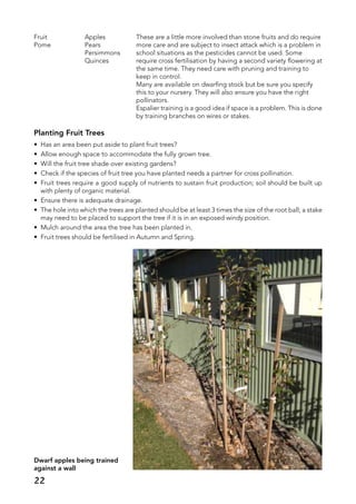 Fruit	 Apples	 These are a little more involved than stone fruits and do require
Pome	 Pears	 more care and are subject to insect attack which is a problem in
	 Persimmons	 school situations as the pesticides cannot be used. Some
	 Quinces	 require cross fertilisation by having a second variety flowering at
		 the same time. They need care with pruning and training to
		 keep in control.
		 Many are available on dwarfing stock but be sure you specify
		 this to your nursery. They will also ensure you have the right
		 pollinators.
		 Espalier training is a good idea if space is a problem. This is done
		 by training branches on wires or stakes.
Planting Fruit Trees
•	 Has an area been put aside to plant fruit trees?
•	 Allow enough space to accommodate the fully grown tree.
•	 Will the fruit tree shade over existing gardens?
•	 Check if the species of fruit tree you have planted needs a partner for cross pollination.
•	 Fruit trees require a good supply of nutrients to sustain fruit production; soil should be built up
with plenty of organic material.
•	 Ensure there is adequate drainage.
•	 The hole into which the trees are planted should be at least 3 times the size of the root ball; a stake
may need to be placed to support the tree if it is in an exposed windy position.
•	 Mulch around the area the tree has been planted in.
•	 Fruit trees should be fertilised in Autumn and Spring.
Dwarf apples being trained
against a wall
22
 