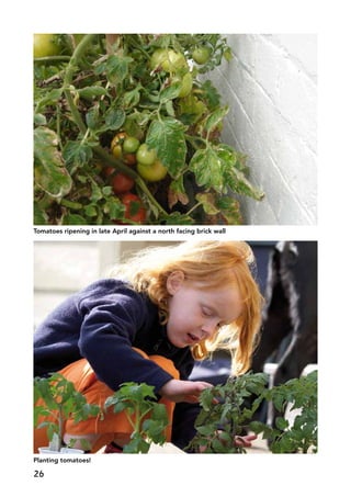 Tomatoes ripening in late April against a north facing brick wall
Planting tomatoes!
26
 