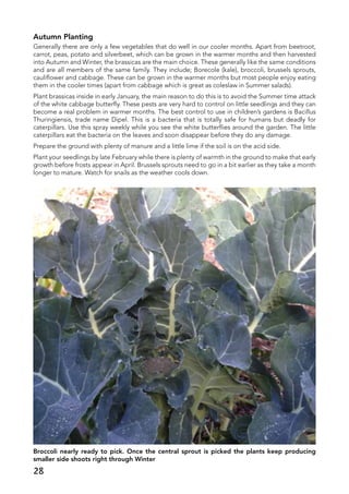 Autumn Planting
Generally there are only a few vegetables that do well in our cooler months. Apart from beetroot,
carrot, peas, potato and silverbeet, which can be grown in the warmer months and then harvested
into Autumn and Winter, the brassicas are the main choice. These generally like the same conditions
and are all members of the same family. They include; Borecole (kale), broccoli, brussels sprouts,
cauliflower and cabbage. These can be grown in the warmer months but most people enjoy eating
them in the cooler times (apart from cabbage which is great as coleslaw in Summer salads).
Plant brassicas inside in early January, the main reason to do this is to avoid the Summer time attack
of the white cabbage butterfly. These pests are very hard to control on little seedlings and they can
become a real problem in warmer months. The best control to use in children’s gardens is Bacillus
Thuringiensis, trade name Dipel. This is a bacteria that is totally safe for humans but deadly for
caterpillars. Use this spray weekly while you see the white butterflies around the garden. The little
caterpillars eat the bacteria on the leaves and soon disappear before they do any damage.
Prepare the ground with plenty of manure and a little lime if the soil is on the acid side.
Plant your seedlings by late February while there is plenty of warmth in the ground to make that early
growth before frosts appear in April. Brussels sprouts need to go in a bit earlier as they take a month
longer to mature. Watch for snails as the weather cools down.
Broccoli nearly ready to pick. Once the central sprout is picked the plants keep producing
smaller side shoots right through Winter
28
 