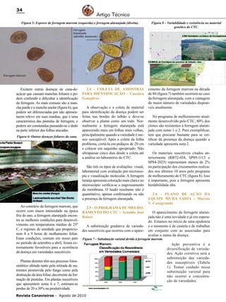 34

Artigo Técnico

Figura 5: Esporos de ferrugem marrom (esquerda) e ferrugem alaranjada (direita).

Existem outras doenças de cana-deaçúcar que causam manchas foliares e podem confundir e dificultar a identificação
da ferrugem. As mais comuns são a mancha parda e a mancha anelar (figura 6), que
podem ser diferenciadas por não apresentarem relevo em suas manhas, que é uma
característica das pústulas de ferrugem, e
podem ser constatadas passando-se o dedo
na parte inferior das folhas atacadas.
Figura 6: Outras doenças foliares da cana.

2.4 - COLETA DE AMOSTRAS
PARA IDENTIFICAÇÃO – Cassiara
Gonçalves
A observação e a coleta de material
para identificação da doença podem ser
feitas nas bordas do talhão e deve-se
observar a planta como um todo. Normalmente a ferrugem alaranjada está
aparecendo mais em folhas mais velhas,
principalmente quando a variedade é menos susceptível. Após a coleta da folha
problema, cortá-la em pedaços de 20 cm
e colocar em saquinho apropriado. Não
ultrapassar cinco dias desde a coleta até
a análise no laboratório do CTC.	
São três os tipos de avaliações: visual,
laboratorial com avaliação por microscopia e visualização molecular. A ferrugem
laranja apresenta coloração mais clara e no
microscópio verifica-se o engrossamento
da membrana. O laudo resultante não é
quantitativo, apenas confirmando ou não
a presença da ferrugem alaranjada.

Ao contrário da ferrugem marrom, que
ocorre com maior intensidade na época
fria do ano, a ferrugem alaranjada encontra as melhores condições para desenvolvimento em temperaturas médias de 25º
C, e regimes de umidade que proporcionem 8 a 9 horas de molhamento foliar.
Estas condições, comum em nosso país
no período de setembro a abril, foram extremamente favoráveis para a ocorrência
da doença em variedades suscetíveis.

2.5 - O PROGRAMA DE MELHORAMENTO DO CTC – Arnaldo José
Raizer
A substituição gradativa de variedades suscetíveis que ocorreu com o apare-

Figura 8 – Variabilidade e resistência no material
genético do CTC.

cimento da ferrugem marrom na década
de 80 (figura 7) também ocorrerá no caso
da ferrugem alaranjada, com a vantagem
do maior número de variedades disponíveis atualmente.
No programa de melhoramento atualmente desenvolvido pelo CTC, 80% dos
clones são resistentes à ferrugem alaranjada com notas 1 e 2. Para exemplificar,
tem que procurar bastante para se certificar da presença da doença quando a
variedade apresenta nota 2.
Os materiais suscetíveis citados anteriormente (RB72-454, SP89-1115 e
SP84-2025) representam menos de 2%
na participação dos cruzamentos realizados nos últimos 10 anos pelo programa
de melhoramento do CTC (figura 8). Isso
é importante, pois a ferrugem apresenta
herdabilidade alta.
2.6 - PLANO DE AÇÃO DA
EQUIPE MUDA SADIA – Marcos
V. Casagrande
	
O aparecimento da ferrugem alaranjada não é uma novidade e já era esperado. Estamos no início de uma epidemia
e o momento é de cautela e de trabalhar
em conjunto com as associadas para
avaliar o status da doença.

Figura 7 – Substituição varietal devido à ferrugem marrom.

Plantas doentes têm seu processo fotossintético afetado tanto pela retirada de nutrientes promovida pelo fungo como pela
destruição da área foliar, decorrente da formação de pústulas. Em plantas suscetíveis
que apresentem notas 6 a 7, estimam-se
perdas de 20 a 30% na produtividade.
Revista Canavieiros - Agosto de 2010

Ação preventiva é a
diversificação de variedades. Ação corretiva será a
substituição das variedades susceptíveis (Tabela
1). Tomar cuidado nessa
substituição varietal para
não ocorrer a concentração de variedades.

 