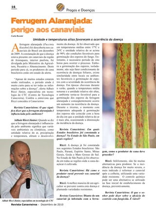 16

Pragas e Doenças

Ferrugem Alaranjada:
perigo aos canaviais
Carla Rossini

ferrugem alaranjada (Puccinia
Kueehni) foi descoberta nos canaviais do Brasil em dezembro
de 2009. A constatação de que a doença
estava presente em canaviais da região
de Araraquara, interior paulista, foi
divulgada pelo Ministério da Agricultura, Pecuária e Abastecimento. Deste
período para cá, os produtores de cana
brasileiros estão em estado de alerta.

“Apesar de muitos estudos estarem
sendo realizados, o período ainda é
muito curto para se ter todas as informações sobre a doença”, alerta Adhair
Ricci Júnior, especialista em tecnologia do CTC (Centro de Tecnologia
Canavieira). Confira a entrevista que
Ricci concedeu à Canavieiros:
Revista Canavieiros: O que significa dizer que a ferrugem alaranjada é
influenciada pelo ambiente?
Adhair Ricci Júnior: Quando se diz
que a ferrugem alaranjada é influenciada pelo ambiente significa que variáveis ambientais ou climáticas, como
umidade relativa do ar, precipitação
e temperatura, afetam o desenvolvi-

mento da doença. Já foi observado que
em temperaturas médias entre 17ºC e
24ºC e umidade relativa do ar acima
de 90% são condições favoráveis para
germinação dos esporos do fungo. Entretanto, é necessário período de oito
horas para ocorrer o processo. Embora a germinação dos esporos, isoladamente, não seja fator condicionante de
ocorrência de doenças foliares, existe
similaridade entre locais ou ambientes favoráveis à germinação de esporos com a severidade da ocorrência da
doença. Em épocas chuvosas durante
o verão, quando a temperatura média
noturna e a umidade relativa são altas,
o ambiente torna-se favorável para a
germinação dos esporos da ferrugem
alaranjada e conseqüentemente ocorre
um aumento na ocorrência da doença.
Durante o inverno, o momento com
temperatura adequada à germinação
dos esporos não coincide com a hora
do dia em que a umidade relativa do ar
é mais alta, ocasionando a diminuição
da incidência da doença.
Revista Canavieiros: Em quais
Estados brasileiros foi constatada a
doença? No Estado de São Paulo, em
quais regiões?
Ricci: A doença já foi constatada
nos seguintes Estados brasileiros: São
Paulo, Paraná, Espírito Santo, Minas
Gerais, Goiás e Mato Grosso do Sul.
No Estado de São Paulo já foi observada em todas as regiões onde a cana-deaçúcar é cultivada.
Revista Canavieiros: Há como o
produtor rural prevenir seu canavial
da doença?
Ricci: A melhor maneira de um agricultor se prevenir contra esta doença é
plantando variedades resistentes.

Adhair Ricci Júnior, especialista em tecnologia do CTC

Foto: Divulgação CTC

A

Umidade e temperaturas altas favorecem a ocorrência da doença

Revista Canavieiros: Diante de um
canavial já infestado com a ferru-

Revista Canavieiros - Dezembro de 2010

gem, como o produtor de cana deve
proceder?
Ricci: Infelizmente, não há muitas
alternativas para produtor. Se a incidência da doença for muito severa, o
mais indicado é reformar o canavial
após a colheita, utilizando uma variedade resistente. O controle químico
pode ser uma alternativa se utilizado
na fase inicial de estabelecimento da
doença, preventivamente.
Revista Canavieiros: O que o senhor pode dizer sobre a eficácia do
controle com fungicida. É viável?

 