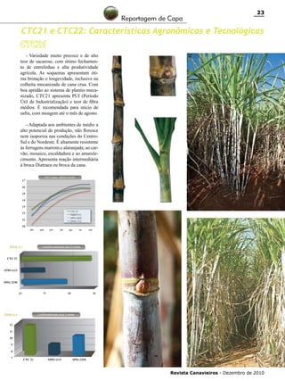Reportagem de Capa

23

CTC21 e CTC22: Características Agronômicas e Tecnológicas
CTC21
- Variedade muito precoce e de alto
teor de sacarose, com ótimo fechamento de entrelinhas e alta produtividade
agrícola. As soqueiras apresentam ótima brotação e longevidade, inclusive na
colheita mecanizada de cana crua. Com
boa aptidão ao sistema de plantio mecanizado, CTC21 apresenta PUI (Período
Útil de Industrialização) e teor de fibra
médios. É recomendada para início de
safra, com moagem até o mês de agosto.
- Adaptada aos ambientes de médio a
alto potencial de produção, não floresce
nem isoporiza nas condições do CentroSul e do Nordeste. É altamente resistente
às ferrugens marrom e alaranjada; ao carvão, mosaico, escaldadura e ao amarelecimento. Apresenta reação intermediária
à broca Diatraea ou broca da cana.

Revista Canavieiros - Dezembro de 2010

 