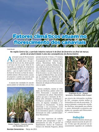 22

Fatores climáticos atuam no
florescimento dos canaviais
Carla Rossini

Na região Centro-Sul, o período indutivo natural é de final de fevereiro ao final de março;
perda de produtividade é uma das conseqüências do florescimento

A

principal causa do florescimento
da cana-de-açúcar é o fotoperíodo, que nada mais é do que o
período de luz de um dia, desde quando
o sol nasce até ele se por. Além do fotoperíodo, as condições de temperatura
e a quantidade de chuvas no período indutivo – que na região Centro-Sul, vai
de final de fevereiro ao final de março também afetam o florescimento, causando prejuízos e perdas ao canavial, pois
prejudicam a produtividade da planta.
A maioria das variedades de cana-deaçúcar podem ser induzidas com um foto-

período inicial de 12 horas e 55 minutos,
necessitando de dias curtos para a indução.
O pesquisador do IAC – Instituto Agronômico, Maximiliano Salles Scarpari,
explica que as condições climáticas deste
ano, estão favoráveis ao florescimento. “É
cedo ainda para afirmarmos com toda certeza, a indução começou por volta do dia
20 de fevereiro e vai até o final de março
na região de Ribeirão Preto, mas acredito
que as variedades mais floríferas devem
ser induzidas”, disse o pesquisador, que
há 4 anos realiza um trabalho de acompanhamento de indução de florescimento de
cana na região.
Nessas condições, mesmo as variedades não floríferas, podem sofrer este
efeito, florescendo e causando danos
ao rendimento da cultura. Maximiliano
explica que para a formação da flor, a
planta sofre alterações morfológicas e
fisiológicas causando no final do processo, em algumas variedades, a isoporização ou chochamento. “A planta
interrompe o seu crescimento, ocorre
geralmente brotações laterais pela perda da dominância apical e consequente
diminuição do caldo e produtividade”,
disse Maximiliano.

Gustavo Nogueira - Canaoeste conversa
com Maximiliano do IAC

Um fator importante do trabalho
realizado pelo pesquisador é para o
planejamento da safra. O gerente do
departamento técnico da Canaoeste,
Gustavo de Almeida Nogueira, afirma

Revista Canavieiros - Março de 2011

Pesquisador do IAC – Instituto
Agronômico, Maximiliano Salles Scarpari

que através das informações recebidas
do IAC, consegue orientar melhor os
fornecedores de cana da associação. “É
possível planejar o manejo das variedades floríferas, antecipando sua colheita
e, assim, diminuindo os prejuízos que
podem ser causados pelo florescimento”, conclui Gustavo.

Indução

Alguns trabalhos literários dizem que
a indução natural necessita de pelo menos 10 dias (que não precisam ser necessariamente seguidos) em condições

 