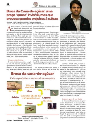 32

Pragas e Doenças

Broca da Cana-de-açúcar: uma
praga “quase” invisí
vel, mas que
provoca grandes prejuí
zos à cultura
Marcelo de Felício, Engenheiro Agrônomo Canaoeste-Pitangueiras
Leandro Aurélio Rossini, Engenheiro Agrônomo Biocontrol-Sertãozinho

A

broca Diatraea saccharalis é uma
das pragas mais prejudiciais aos
canaviais brasileiros e infelizmente
tem aumentado muito no nordeste paulista
pelo descaso ou falta de conhecimento de
alguns produtores dessa região que acreditam que os índices de intensidade de infestação de algumas usinas próximas que
realizam o controle biológico com a vespa Cotesia flavipes, tal como usina Santo
Antônio, São Francisco e São Martinho
correspondem às intensidades de infestação deles. Isso é um absurdo, pois a Cotesia tem um raio de ação de no máximo
30 metros e mesmo tendo um talhão bem
próximo da usina não terá controle algum
se não fizer a liberação da vespinha.
Compreenda o inimigo
É um inseto de metamorfose completa, com pelo menos 5 gerações por ano,
apresentando desenvolvimento holometabólico, ou seja, passa pelas fases de
ovo, larva, pupa e adulto, sendo uma das

principais pragas da cultura, onde causa
diversos prejuízos.
Suas posturas ocorrem frequentemente nas folhas ainda verdes, tanto na face
inferior quanto superior do limbo foliar,
e ocasionalmente na bainha, são de formato oval e achatado, sendo depositadas
em grupos de forma embricada, onde um
ovo cobre 2/3 ou a metade do que vem
logo a seguir. Essas quantidades de ovos,
de número bastante variável se assemelha
a escama de peixe ou coro de cobra. A coloração inicial dos ovos é amarelo-pálida
e com o desenvolvimento embrionário
vão adquirindo tonalidade rósea até chegar ao marrom-escuro, quando é possível
visualizar as cápsulas cefálicas. A duração
desta fase pode variar, principalmente em
função da temperatura, sendo nas condições brasileiras de uma a duas semanas.
As lagartas eclodem após quatro a
nove dias e dirige-se para a região do

Figura 1 - Ciclo reprodutivo da broca
“Diatrea saccharalis” - fotos: Rafael Mermejo e CTC.
Revista Canavieiros - Junho de 2011

Marcelo de Felício
Assistente de Controle Agrícola da Canaoeste

cartucho da planta a procura de abrigo e
alimenta-se através da raspagem da folha
ou da casca do entrenó em formação, permanecendo ali por uma a duas semanas.
E logo a seguir sofre uma a duas ecdises
(troca de pele), quando inicia a perfuração
do colmo. O orifício de entrada da broca
geralmente localiza-se próximo à base do
entrenó, porção mais mole, perfurando a
região do palmito da planta. Ocasionalmente, as lagartas podem construir galerias circulares no sentido transversal,
enfraquecendo o colmo e deixando mais
suscetível à quebra ou acamamento.
Durante o período larval, o inseto sofre de cinco a seis ecdises. Ao atingirem
o completo desenvolvimento larval, em
média 40 dias, medem de 2,2 a 2,5 cm
de comprimento, com coloração amarelo-pálida e cabeça marrom. Antes de
se transformarem em pupas, as lagartas
abrem um orifício para o exterior do colmo da cana, fechando-os com fios de seda
e serragem. As pupas medem cerca de 1,7
cm de comprimento e 0,4 cm de largura.
Inicialmente, possuem coloração marrom
clara, mas com o desenvolvimento vão
adquirindo coloração mais escura, durando esse estágio de nove a quatorze dias. O
adulto emerge pelo orifício anteriormente
feito pela lagarta. O ciclo biológico completo leva cerca de 58 a 90 dias.
Quanto à época de ocorrência
O ataque da broca na cana-de-açúcar
ocorre durante todo o seu desenvolvimento. Nota-se que a incidência é menor
quando a cana é jovem e não apresenta
entrenós formados, aumentando os danos
com o crescimento da planta. No entanto, esse comportamento pode variar em
função da época do ano e da variedade de
cana. Em geral, as canas-plantas sofrem
ataques mais severos quando comparadas

 