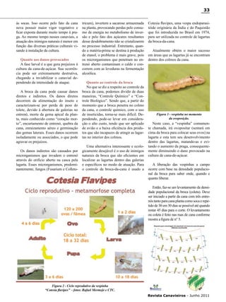 33
às socas. Isso ocorre pelo fato da cana
nova possuir maior vigor vegetativo e
ficar exposta durante muito tempo à praga. Ao mesmo tempo nesses canaviais, a
atuação dos inimigos naturais é menor em
função das diversas práticas culturais visando à instalação da cultura.
Quanto aos danos provocados
A fase larval é a que gera prejuízos à
cultura da cana-de-açúcar. Sua ocorrência pode ser extremamente destrutiva,
chegando a inviabilizar o canavial dependendo da intensidade de ataque.
A broca da cana pode causar danos
diretos e indiretos. Os danos diretos
decorrem da alimentação do inseto e
caracterizam-se por perda de peso do
tolete, devido à abertura de galerias no
entrenó, morte da gema apical da planta, mais conhecido como “coração morto”, encurtamento de entrenó, quebra da
cana, enraizamento aéreo e germinação
das gemas laterais. Esses danos ocorrem
isoladamente ou associados, o que pode
agravar os prejuízos.
Os danos indiretos são causados por
microrganismos que invadem o entrenó
através do orifício aberto na casca pela
lagarta. Esses microrganismos, predominantemente, fungos (Fusarium e Colleto-

tricum), invertem a sacarose armazenada
na planta, provocando perdas pelo consumo de energia no metabolismo de inversão e pelo fato dos açúcares resultantes
desse desdobramento não se cristalizarem
no processo industrial. Entretanto, quando a matéria-prima se destina à produção
de etanol, o problema é mais grave, pois
os microrganismos que penetram no entrenó aberto contaminam o caldo e concorrem com as leveduras na fermentação
alcoólica.
Quanto ao controle da broca
No que se diz a respeito ao controle da
broca da cana, podemos dividir de duas
maneiras, “Controle Químico” e “Controle Biológico”. Sendo que, a partir do
momento que a broca penetra no colmo
da cana, o controle químico, com o uso
de inseticidas, torna-se mais difícil. Dependendo, pode-se levar em consideração o alto custo, tendo que ser aplicado
de avião e a baixa eficiência dos produtos que são incapazes de atingir as lagartas no interior dos colmos.
Uma alternativa interessante e ecologicamente desejável é o uso de inimigos
naturais da broca que são eficientes em
localizar as lagartas dentro das galerias
e específicos no modo de atuação. Para
o controle da broca-da-cana é usado a

Cotesia flavipes, uma vespa endoparasitóide originária da Índia e do Paquistão
que foi introduzida no Brasil em 1974,
para ser utilizada no controle de lagartas
da broca-da-cana.
Atualmente obtém o maior sucesso
em áreas que as lagartas já se encontram
dentro dos colmos da cana.

Figura 3 - vespinha no momento
da ovoposição.

Neste caso, a “vespinha” comumente chamada, irá ovopositar (sentará em
cima da broca para colocar seus ovos) na
lagarta e esta tem seu desenvolvimento
dentro das lagartas, matando-as e evitando o aumento da praga, consequentemente diminuindo o dano provocado na
cultura de cana-de-açúcar.
A liberação das vespinhas a campo
ocorre com base na densidade populacional da broca para saber onde, quando e
quanto liberar.
Então, faz-se um levantamento da densidade populacional da broca (coleta). Deve
ser iniciado a partir da cana com três entrenós tanto para cana planta como soca e repetido de 30 em 30 dias se possível até quando
restar 45 dias para o corte. O levantamento
ou coleta é feito nas ruas de cana conforme
mostra a figura de n° 5.

Figura 2 - Ciclo reprodutivo da vespinha
“Cotesia flavipes” - fotos: Rafael Mermejo e CTC.
Revista Canavieiros - Junho 2011

 