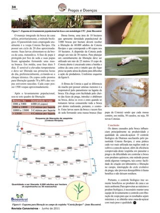34

Pragas e Doenças

Figura 5 - Esquema de levantamento populacional da broca com metodologia CTC - fonte Biocontrol.

O manejo integrado da broca da cana
utiliza, prioritariamente, o método biológico. O parasitóide mais empregado atualmente é a vespa Cotesia flavipes. Ela
possui um ciclo de 20 dias aproximadamente. Suas larvas alimentam-se da broca da cana, matando-a. A fase de pupa é
protegida por fios de seda e suas pupas
ficam agrupadas formando uma massa branca. Em média, essa fase dura 5
dias. É sensível a elevadas temperaturas
e deve ser liberada nas primeiras horas
do dia, preferencialmente, evitando-se o
choque térmico. Os copos estão prontos
para liberação quando 70 a 80% das vespas estiverem nascidas. Cada copo possui 1500 vespas aproximadamente.
Após o levantamento populacional,
usa-se este quadro de liberação.

Dessa forma, uma área de 10 hectares
que apresente densidade populacional de
3.000 brocas por hectare deverá receber
a liberação de 60.000 adultos de Cotesia
flavipes o que corresponde a 40 copos nos
10 hectares. A dispersão da Cotesia pode
atingir um raio de 30 metros. Para planejar
um caminhamento de liberação deve ser
utilizado um raio de 25 metros. O copo de
Cotesia aberto é encaixado entre a bainha e
colmo da cana com o intuito que ele fique
preso na parte aérea da planta para dificultar
a ação de predadores. Conforme esquema
da figura 6.
A fêmea da Cotesia a qual se diferencia
do macho por possuir antenas menores é a
responsável pelo parasitismo na lagarta da
broca. Ela chega com facilidade pelo cheiro das fezes da praga, introduz o abdômen
na broca, deixa os ovos e estes quando se
tornarem larvas consumirão toda a broca
por dentro realizando, portanto, o controle. Estas larvas saem da broca e tecem fios
de seda formando uma massa branca (fase

pupa da Cotesia) sendo que cada massa
contém, em média, 50 casulos, ou seja, 50
novas Cotesias.
Conclusão
Os danos causados pela broca influenciam principalmente na produtividade e
qualidade da cana-de-açúcar. O controle
biológico da Diatraea saccharalis pelo parasitóide Cotesia flavipes, é uma prática
cada vez mais utilizada nas regiões onde se
cultiva a cana-de-açúcar, além da eficiência
comprovada desta vespinha em parasitar a
praga e da dificuldade em controlar a broca
com produtos químicos, este método possui
ainda algumas vantagens, tais como: facilidade de criação em laboratório e liberação
no campo, interrupção do ciclo evolutivo
da praga, não provoca desequilíbrio à fauna
benéfica e não deixam resíduos.

Figura 6 - Esquema para liberação no campo da vespinha “Cotesia flavipes” - fonte Biocontrol.
Revista Canavieiros - Junho de 2011

Portanto, o controle biológico traz somente benefícios ao produtor de cana e ao
meio ambiente.Para aproveitar ao máximo o
produto biológico, é necessário manter uma
equipe de levantamento e controle com liberação da vespa para que os resultados sejam
máximos e se obtenha uma cana-de-açúcar
com mais peso e qualidade. RC

 