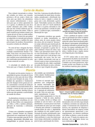 33

Corte de Mudas
Para o plantio mecanizado os colmos
são cortados em toletes com tamanho
próximos a 40 cm, sendo o limite máximo para que dentro das plantadoras
não causem embuchamentos e necessário para que os toletes apresentem de
2 a 3 gemas. A colhedora de cana deve
receber alterações para colher mudas,
para que não existam saliências que danifiquem as gemas dos toletes. Todas as
partes metálicas que tenham contato com
a gema devem ser lisas ou ainda melhor,
emborrachadas. Existem kits que podem
ser adquiridos no mercado para proteção
dos toletes e gemas e também kits para
pulverização de produtos fitossanitários
nas partes cortantes da colhedora.
No corte de base o desgaste das facas
é intenso e é recomendável que sejam
avaliadas constantemente durante o trabalho. Estas facas com poucas horas de
trabalho já devem ser trocadas de posição e também serem substituídas para serem reutilizadas posteriormente no corte
de cana comercial, na safra.
A velocidade de trabalho deve ser
baixa para que a limpeza da palha seja

bem feita. A presença de palha dificulta a
movimentação da muda dentro da plantadora, prejudicando a distribuição dos
toletes no sulco e impede o contato da
gema com o solo, diminuindo a germinação. Velocidades normais de colheita
de cana de safra (6-7 km/h) danificam
os toletes e as gemas, deixando-os com
trincas que permitem a entrada de patógenos e a perda de água, ocasionando a
diminuição do vigor.
É importante considerar que quando
cortamos as mudas manualmente, os
colmos antes de serem picados dentro
dos sulcos, têm um tempo de “descanso”
no campo suficiente para translocação de
hormônios e auxinas que interferem na
brotação, revigorando as gemas das regiões medianas e basais do colmo, mais
velhas e que apresentam menos vigor. Já
no corte mecanizado, os colmos são seccionados junto com o corte de base e esta
translocação não ocorre. Isto faz com
que o plantio mecanizado exija que as
técnicas sejam as mais corretas possíveis
como preparo do solo, idade e qualidade
da muda, distribuição no sulco, cobrição;
devido ao vigor irregular das gemas.

Figura 2 – Podridão abacaxi, doença
causada pelo fungo Ceratocystis paradoxa.
Foto: Antonio Sérgio Marchi/CTC.

Como o problema de injúrias e menor
vigor na germinação dos toletes no plantio
mecanizado são significativos, o apodrecimento dos colmos através da doença podridão abacaxi é preocupante, principalmente
em plantios realizados no período mais frio
do ano. Em ensaios realizados pelo CTC,
o tolete classificado como ótimo, sem injúrias, é melhor do que o regular, mesmo
com fungicida para evitar doenças.
O CTC realiza todos os anos testes
experimentais de plantio mecanizado (figura 3) com suas variedades comerciais
e também com clones promissores, objetivando auxiliar seus filiados na escolha
dos melhores materiais para o plantio.

Plantio
No plantio um dos pontos cruciais é a
quantidade de gemas colocadas de forma
uniforme no sulco para não haver falhas
no sulco (sem brotação de cana). A habilidade dos operadores é fundamental
para não despejar muitas gemas por metro, aumentando o consumo de muda por
área e também favorecendo bolsões de ar
evitando o contato do solo com as gemas
ou de forma contrária, distribuir poucos
toletes que não garantam a uniformidade
do estande da cultura.
As plantadoras existentes no mercado
realizam operações simultâneas de sulcação de duas linhas com espaçamentos
de 1,40m e 1,50m e também adubação,
aplicação de inseticidas e cobrimento
dos toletes.
O trator com a plantadora carregada de
mudas e insumos formam um conjunto
operacional com comprimento de mais de
15 metros e peso que pode variar de 20 a 30
toneladas, apresentando dificuldade para
trafegabilidade no período chuvoso, de

alta umidade, que normalmente
é feito o plantio. Também possui
dificuldades para manobras.
Existem no mercado equipamentos com configuração
de carretas tracionadas que
depois da área sulcada, entram
nos sulcos distribuindo os toletes. A operação de cobrimento
Figura 3 – Ensaio de aptidão varietal ao plantio
da muda é feito em outra opemecanizado. Foto: Ivo Francisco Bellinaso
ração separadamente. O ponto
negativo deste equipamento é o risco de
compactar o fundo do sulco, danificar
mais as mudas, devido ao tráfego com
A complexidade do sistema de plantio
umidade no solo do trator e da carreta mecanizado como um todo exige atenção
distribuidora. A carreta possui uma haste e melhorias constantes nas operações de
escarificadora de sulcos que nem sempre campo. O treinamento dos responsáveis
é eficiente para eliminar a compactação técnicos, dos operadores de máquinas e
causada dentro do sulco e, dependendo demais funcionários da empresa resulta
das condições do solo, poderá causar a em aprimoramento operacional e conformação de torrões, prejudicando a ope- sequentemente, em menores problemas
ração de cobrição e brotação dos toletes. com falhas no plantio e custos de produOutro problema é o sulco ficar aberto por ção da cana. É função da empresa, promuito tempo, diminuindo a umidade dis- porcionar esta capacitação técnica aos
ponível para a germinação dos toletes.
seus colaboradores. RC

Conclusão

Revista Canavieiros - Julho 2011

 