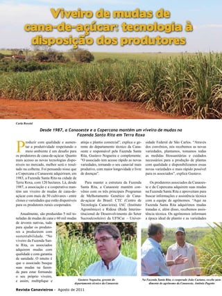 20

Viveiro de mudas de
cana-de-açúcar: tecnologia à
disposição dos produtores

Carla Rossini

P

Desde 1987, a Canaoeste e a Copercana mantém um viveiro de mudas na
Fazenda Santa Rita em Terra Roxa

roduzir com qualidade e aumentar a produtividade respeitando o
meio ambiente é um desafio para
os produtores de cana-de-açúcar. Quanto
mais acesso as novas tecnologias disponíveis no mercado, melhor será o resultado na colheita. Foi pensando nisso que
a Copercana e Canaoeste adquiriram, em
1983, a Fazenda Santa Rita na cidade de
Terra Roxa, com 120 hectares. Lá, desde
1987, a associação e a cooperativa mantém um viveiro de mudas de cana-deaçúcar com mais de 50 cultivares - entre
clones e variedades que estão disponíveis
para os produtores rurais cooperados.
Anualmente, são produzidas 5 mil toneladas de mudas de cana e 60 mil mudas
de árvores nativas, tudo
para ajudar os produtores a produzirem com
sustentabilidade. “No
viveiro da Fazenda Santa Rita, os associados
adquirem mudas com
qualidade e com garantia
de sanidade. O intuito é
que o associado busque
suas mudas na fazenda para estar formando
o seu próprio viveiro,
e assim, multiplique e

atinja o plantio comercial”, explica o gerente do departamento técnico da Canaoeste e responsável pela Fazenda Santa
Rita, Gustavo Nogueira e complementa:
“O associado tem acesso rápido as novas
variedades, tornando o seu canavial mais
produtivo, com maior longevidade e livre
de doenças”.

sidade Federal de São Carlos. “Através
dos convênios, nós recebemos as novas
variedades, plantamos, tomamos todas
as medidas fitossanitárias e cuidados
necessários para a produção de plantas
com qualidade e disponibilizamos essas
novas variedades o mais rápido possível
para os associados”, explica Gustavo.

Para manter a estrutura da Fazenda
Santa Rita, a Canaoeste mantém convênio com os três principais Programas
de Melhoramento Genético de Canade-açúcar do Brasil: CTC (Centro de
Tecnologia Canavieira); IAC (Instituto
Agronômico) e Ridesa (Rede Interinstitucional de Desenvolvimento do Setor
Sucroalcooleiro) da UFSCar – Univer-

Os produtores associados da Canaoeste e da Copercana adquirem suas mudas
na Fazenda Santa Rita e aproveitam para
buscar informações e assistência técnica
com a equipe de agrônomos. “Aqui na
Fazenda Santa Rita adquirimos mudas
tratadas e, além disso, recebemos assistência técnica. Os agrônomos informam
a época ideal de plantio e as variedades

Gustavo Nogueira, gerente do
departamento técnico da Canaoeste

Revista Canavieiros - Agosto de 2011

Na Fazenda Santa Rita, o cooperado João Caetano, recebe atendimento do agrônomo da Canaoeste, Antônio Pagotto

 