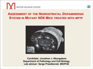 Candidate: Jonathan J. Nkangabwa
Department of Pathology and Cell Biology
Lab advisor: Serge Przedborski, MD/PhD
ASSESSMENT OF THE NIGROSTRIATAL DOPAMINERGIC
SYSTEM IN MUTANT ND6 MICE TREATED WITH MPTP
 
