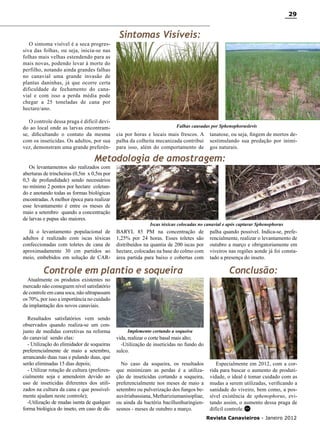 29

O sintoma visível é a seca progressiva das folhas, ou seja, inicia-se nas
folhas mais velhas estendendo para as
mais novas, podendo levar à morte do
perfilho, notando ainda grandes falhas
no canavial uma grande invasão de
plantas daninhas, já que ocorre certa
dificuldade de fechamento do canavial e com isso a perda média pode
chegar a 25 toneladas de cana por
hectare/ano.
O controle dessa praga é difícil devido ao local onde as larvas encontramse, dificultando o contato da mesma
com os inseticidas. Os adultos, por sua
vez, demonstram uma grande preferên-

Sintomas Visíveis:

Falhas causadas por Sphenophoruslevis

cia por horas e locais mais frescos. A
palha da colheita mecanizada contribui
para isso, além do comportamento de

tanatose, ou seja, fingem de mortos desestimulando sua predação por inimigos naturais.

Metodologia de amostragem:

Os levantamentos são realizados com
aberturas de trincheiras (0,5m x 0,5m por
0,3 de profundidade) sendo necessários
no mínimo 2 pontos por hectare coletando e anotando todas as formas biológicas
encontradas. A melhor época para realizar
esse levantamento é entre os meses de
maio a setembro quando a concentração
de larvas e pupas são maiores.
Já o levantamento populacional de
adultos é realizado com iscas tóxicas
confeccionadas com toletes de cana de
aproximadamente 30 cm partidos ao
meio, embebidos em solução de CAR-

Iscas tóxicas colocadas no canavial e após capturar Sphenophorus

BARYL 85 PM na concentração de
1,25% por 24 horas. Esses toletes são
distribuídos na quantia de 200 iscas por
hectare, colocadas na base do colmo com
área partida para baixo e cobertas com

Controle em plantio e soqueira

Atualmente os produtos existentes no
mercado não conseguem nível satisfatório
de controle em cana soca, não ultrapassam
os 70%, por isso a importância no cuidado
da implantação dos novos canaviais.
Resultados satisfatórios vem sendo
observados quando realiza-se um conjunto de medidas corretivas na reforma
do canavial sendo elas:
- Utilização do elimidador de soqueiras
preferencialmente de maio a setembro,
arrancando duas ruas e pulando duas, que
serão eliminadas 15 dias depois;
- Utilizar rotação de cultura (preferencialmente soja e amendoim devido ao
uso de inseticidas diferentes dos utilizados na cultura da cana e que possivelmente ajudam neste controle);
-Utilização de mudas isenta de qualquer
forma biológica do inseto, em caso de dú-

palha quando possível. Indica-se, preferencialmente, realizar o levantamento de
outubro a março e obrigatoriamente em
viveiros nas regiões aonde já foi constatado a presença do inseto.

Conclusão:

Implemento cortando a soqueira

vida, realizar o corte basal mais alto;
-Utilização de inseticidas no fundo do
sulco.
No caso da soqueira, os resultados
que minimizam as perdas é a utilização de inseticidas cortando a soqueira,
preferencialmente nos meses de maio a
setembro ou pulverização dos fungos beauvériabassiana, Methariziumanisopliae,
ou ainda da bactéria bacillusthuringiensesnos - meses de outubro a março.

Especialmente em 2012, com a corrida para buscar o aumento de produtividade, o ideal é tomar cuidado com as
mudas a serem utilizadas, verificando a
sanidade do viveiro, bem como, a possível existência de sphenophorus, evitando assim, o aumento dessa praga de
difícil controle. RC
Revista Canavieiros - Janeiro 2012

 
