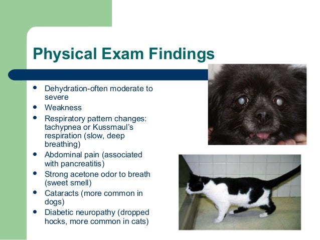diabetic ketoacidosis in dogs diabetic ketoacidosis presentation diabetic ketoacidosis in dogs diabetic ketoacidosis presentation