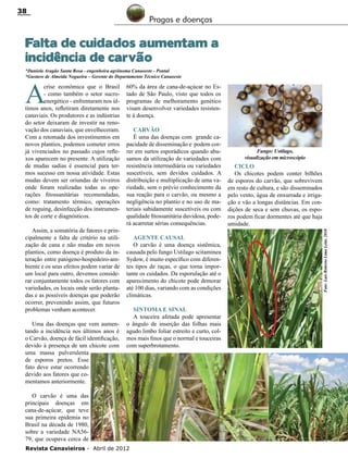 38

Pragas e doenças

Falta de cuidados aumentam a
incidência de carvão
*Daniela Aragão Santa Rosa - engenheira agrônoma Canaoeste - Pontal
*Gustavo de Almeida Nogueira – Gerente do Departamento Técnico Canaoeste

Assim, a somatória de fatores e principalmente a falta de critério na utilização de cana e não mudas em novos
plantios, como doença é produto da interação entre patógeno-hospedeiro-ambiente e os seus efeitos podem variar de
um local para outro, devemos considerar conjuntamente todos os fatores com
variedades, os locais onde serão plantadas e as possíveis doenças que poderão
ocorrer, prevenindo assim, que futuros
problemas venham acontecer.
Uma das doenças que vem aumentando a incidência nos últimos anos é
o Carvão, doença de fácil identificação,
devido à presença de um chicote com
uma massa pulverulenta
de esporos pretos. Esse
fato deve estar ocorrendo
devido aos fatores que comentamos anteriormente.

60% da área de cana-de-açúcar no Estado de São Paulo, visto que todos os
programas de melhoramento genético
visam desenvolver variedades resistente à doença.
Carvão
É uma das doenças com grande capacidade de disseminação e podem correr em surtos esporádicos quando abusamos da utilização de variedades com
resistência intermediária ou variedades
suscetíveis, sem devidos cuidados. A
distribuição e multiplicação de uma variedade, sem o prévio conhecimento da
sua reação para o carvão, ou mesmo a
negligência no plantio e no uso de materiais sabidamente suscetíveis ou com
qualidade fitossanitária duvidosa, poderá acarretar sérias consequências.
Agente causal
O carvão é uma doença sistêmica,
causada pelo fungo Ustilago scitaminea
Sydow, é muito específico com diferentes tipos de raças, o que torna importante os cuidados. Da esporulação até o
aparecimento do chicote pode demorar
até 100 dias, variando com as condições
climáticas.
Sintoma e sinal
A touceira afetada pode apresentar
o ângulo de inserção das folhas mais
agudo limbo foliar estreito e curto, colmos mais finos que o normal e touceiras
com superbrotamento.

O carvão é uma das
principais doenças em
cana-de-açúcar, que teve
sua primeira epidemia no
Brasil na década de 1980,
sobre a variedade NA5679, que ocupava cerca de
Revista Canavieiros - Abril de 2012

Fungo: Ustilago,
visualização em microscópio

Ciclo
Os chicotes podem conter bilhões
de esporos do carvão, que sobrevivem
em resto de cultura, e são disseminados
pelo vento, água de enxurrada e irrigação e vão a longas distâncias. Em condições de seca e sem chuvas, os esporos podem ficar dormentes até que haja
umidade.
Foto: Luis Roberto Lima Leite, 2010

A

crise econômica que o Brasil
- como também o setor sucroenergético - enfrentaram nos últimos anos, refletiram diretamente nos
canaviais. Os produtores e as indústrias
do setor deixaram de investir na renovação dos canaviais, que envelheceram.
Com a retomada dos investimentos em
novos plantios, podemos cometer erros
já vivenciados no passado cujos reflexos aparecem no presente. A utilização
de mudas sadias é essencial para termos sucesso em nossa atividade. Estas
mudas devem ser oriundas de viveiros
onde foram realizadas todas as operações fitossanitárias recomendadas,
como: tratamento térmico, operações
de roguing, desinfecção dos instrumentos de corte e diagnósticos.

 