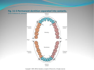 Tooth Secant Anatomy and morphology of teeth | PDF